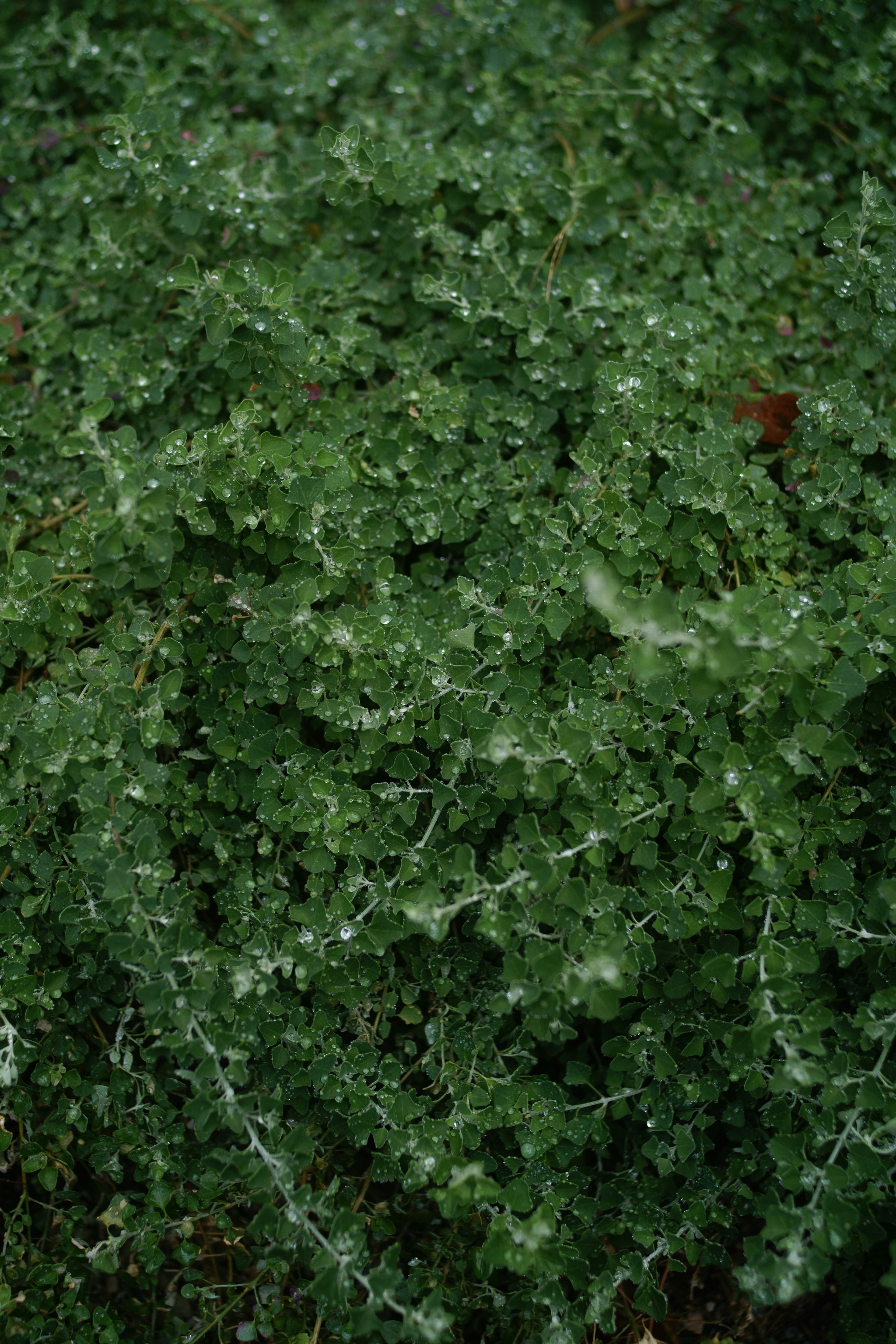 緑色の葉が密集した植物のクローズアップ写真