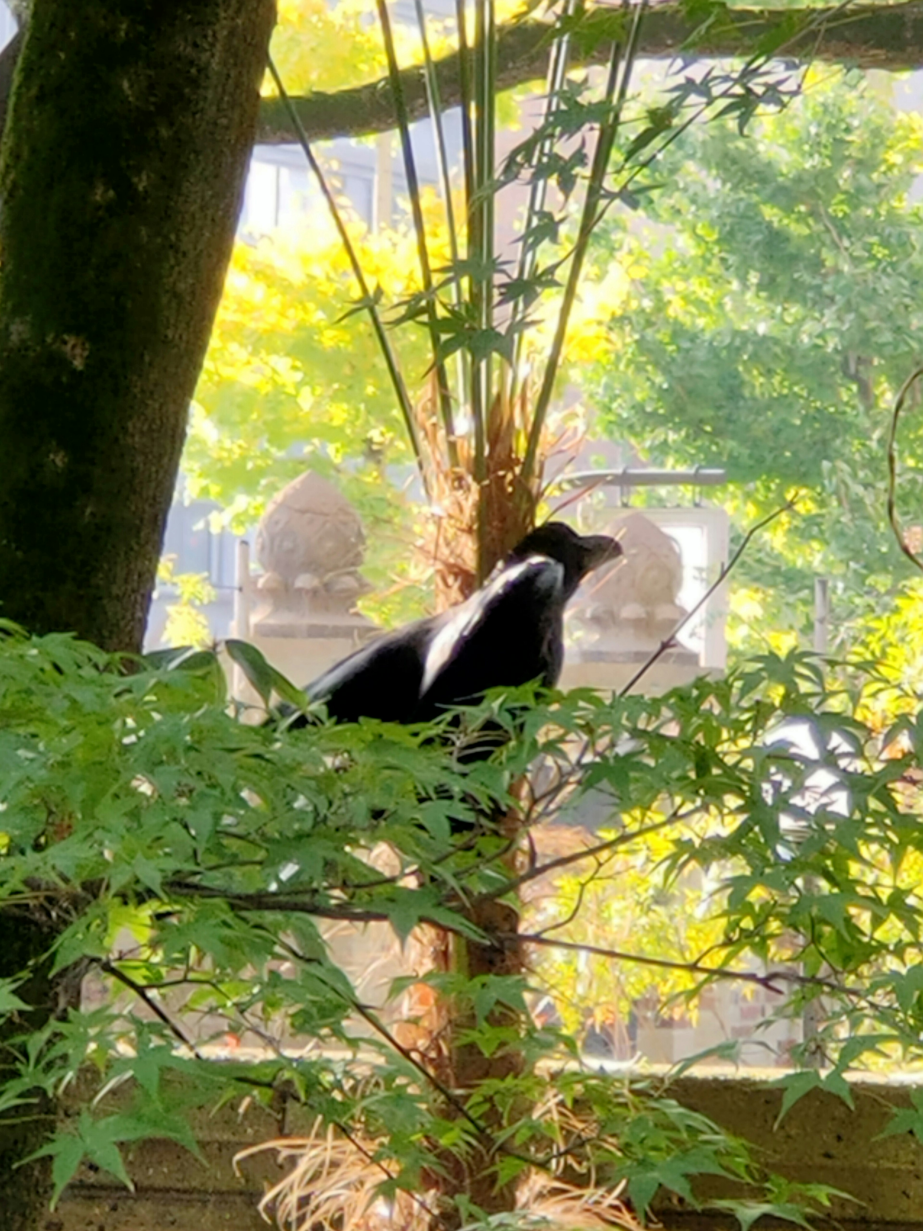 Un pájaro negro y blanco posado entre hojas verdes