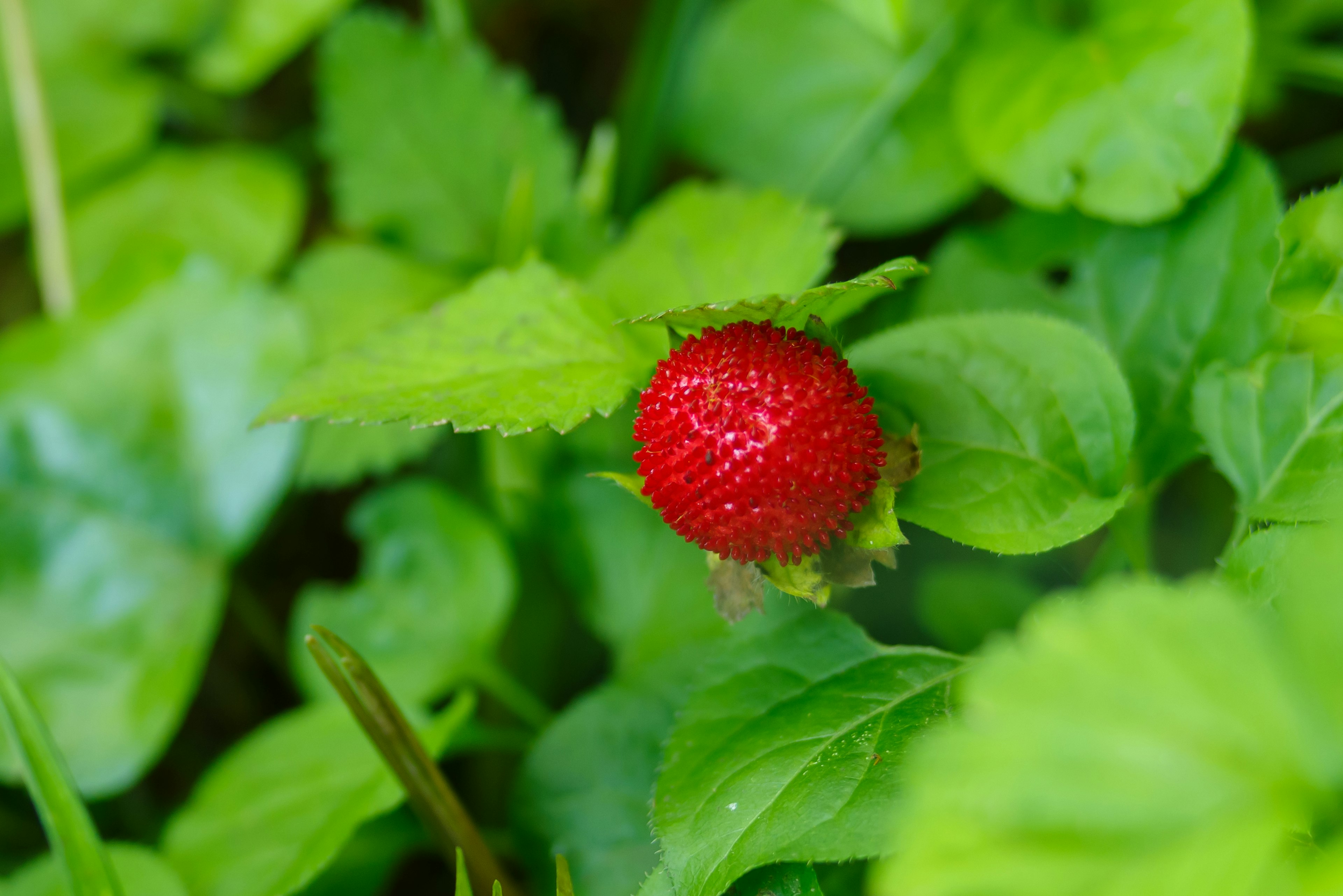 Nahaufnahme einer roten Frucht umgeben von grünen Blättern