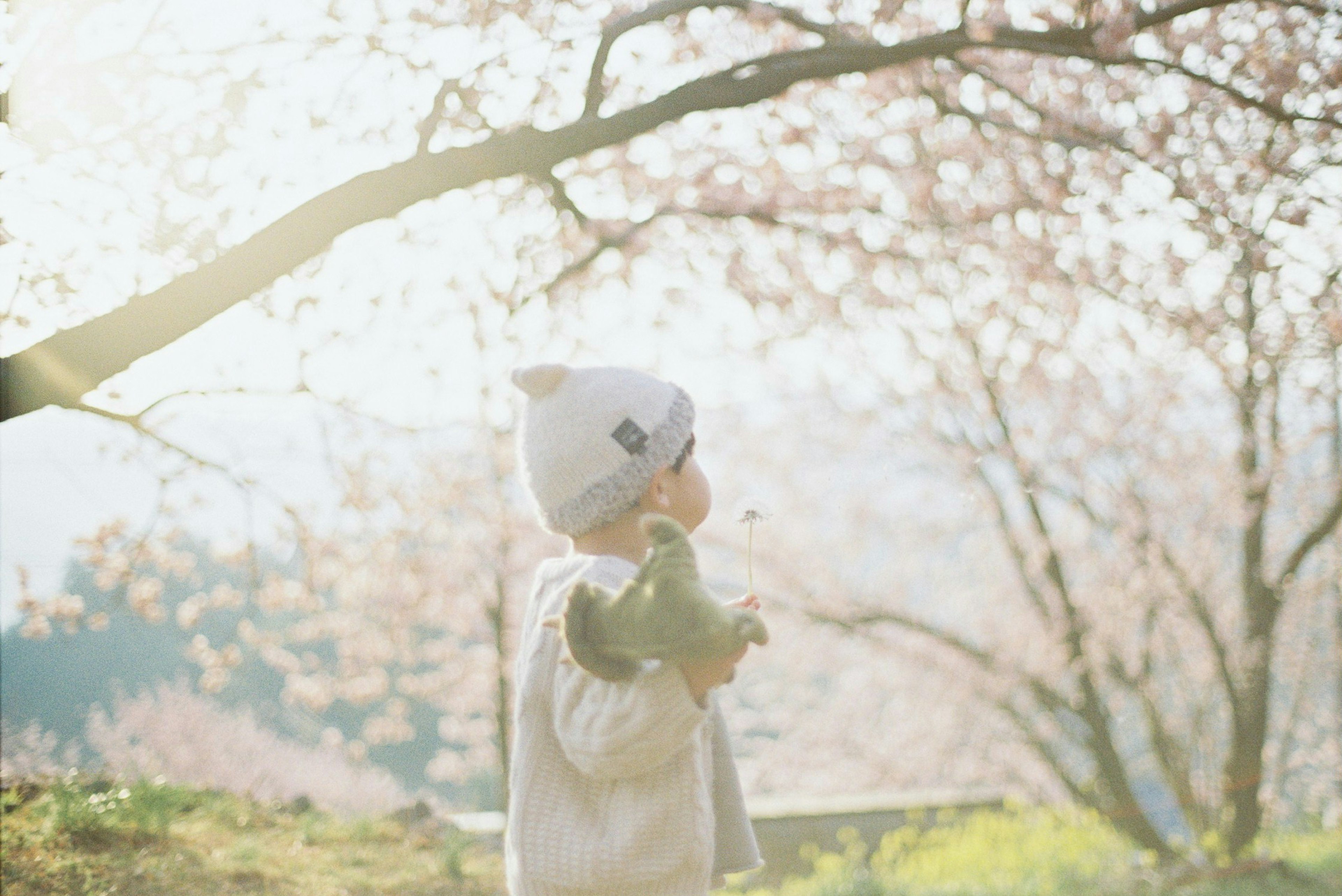 Child holding a stuffed toy under a cherry blossom tree