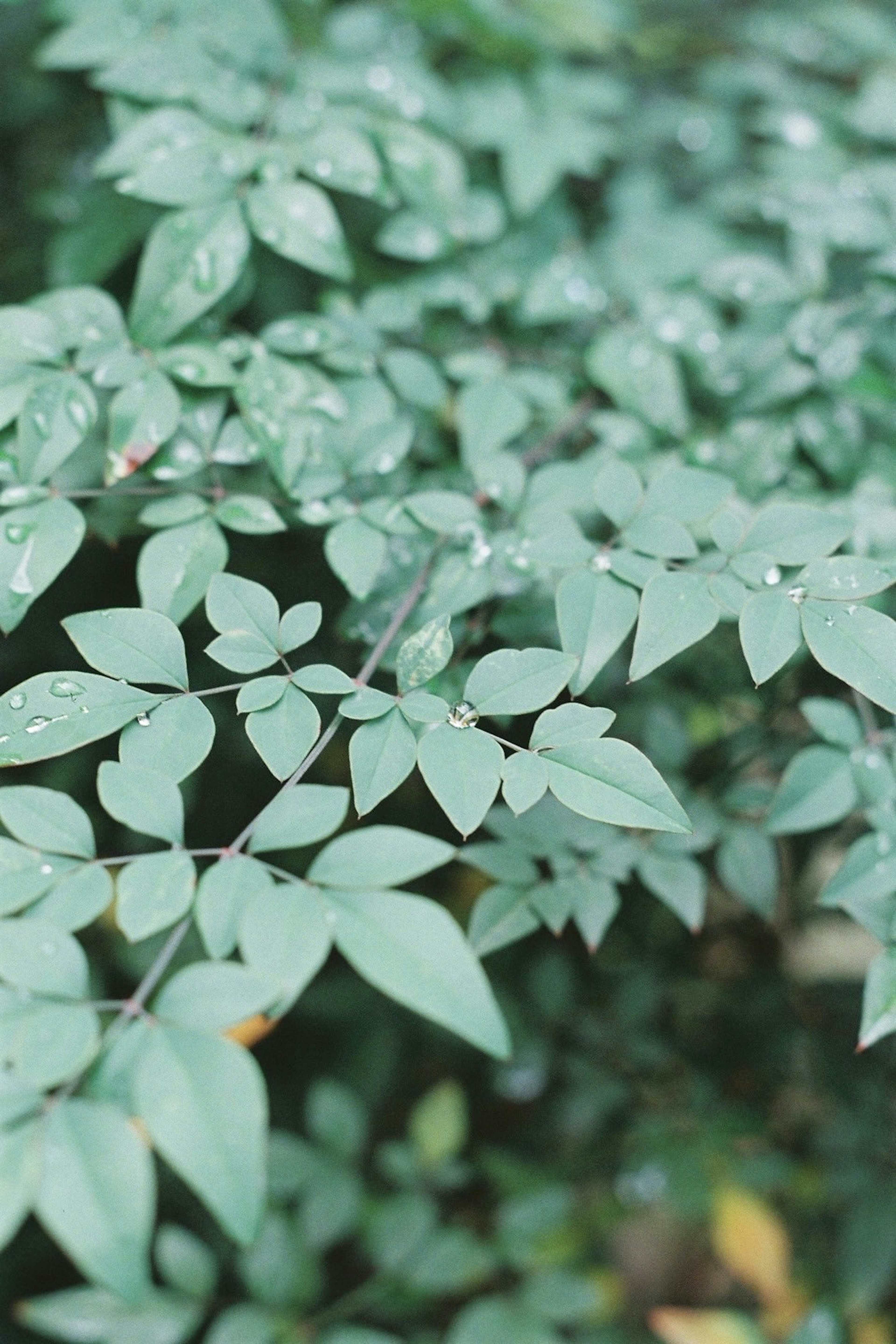 緑の葉が雨滴を伴っている植物のクローズアップ