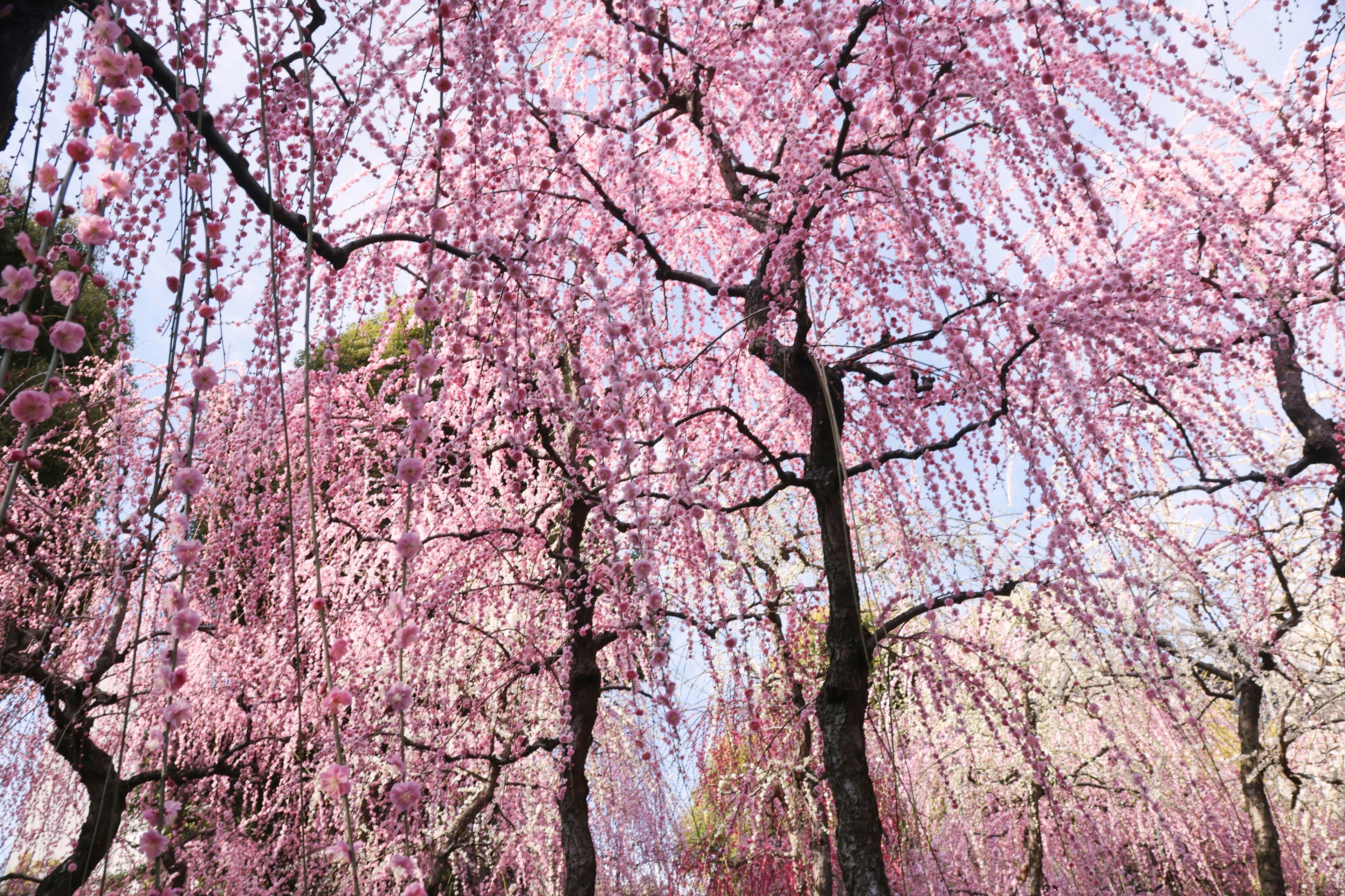 Un paisaje de árboles de cerezo en flor