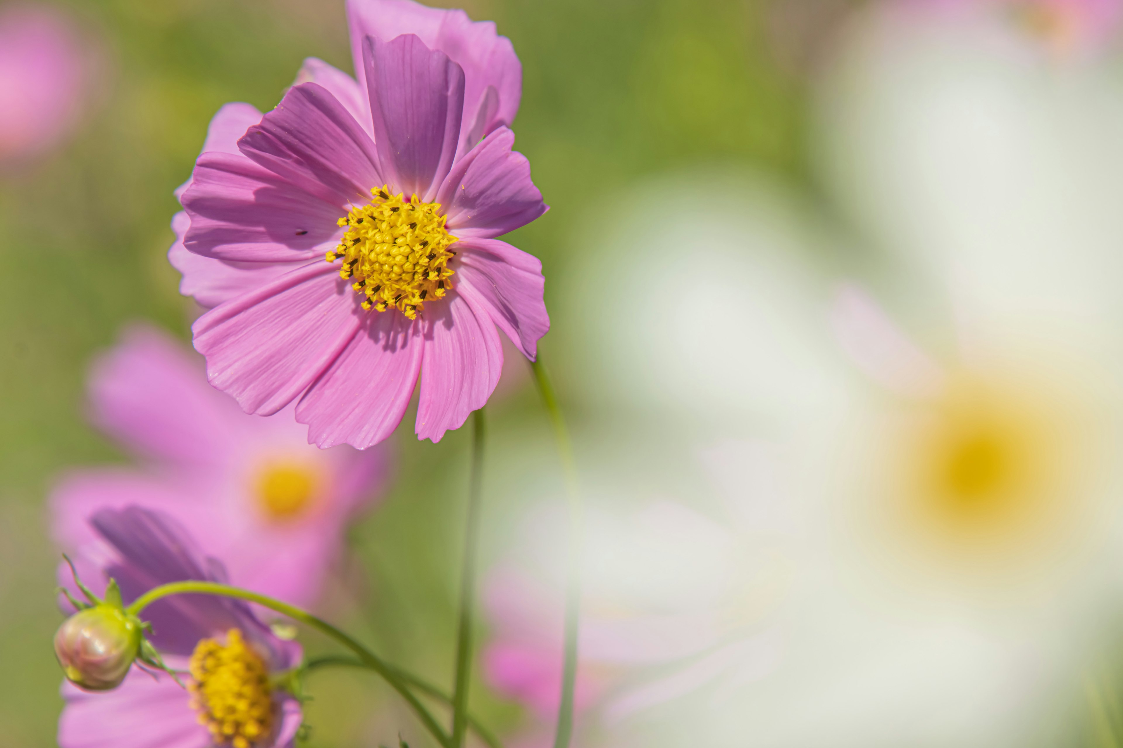 ฉากสวยงามที่มีดอกไม้สีชมพูสดใสและดอกไม้สีขาวเบลออยู่ในพื้นหลัง