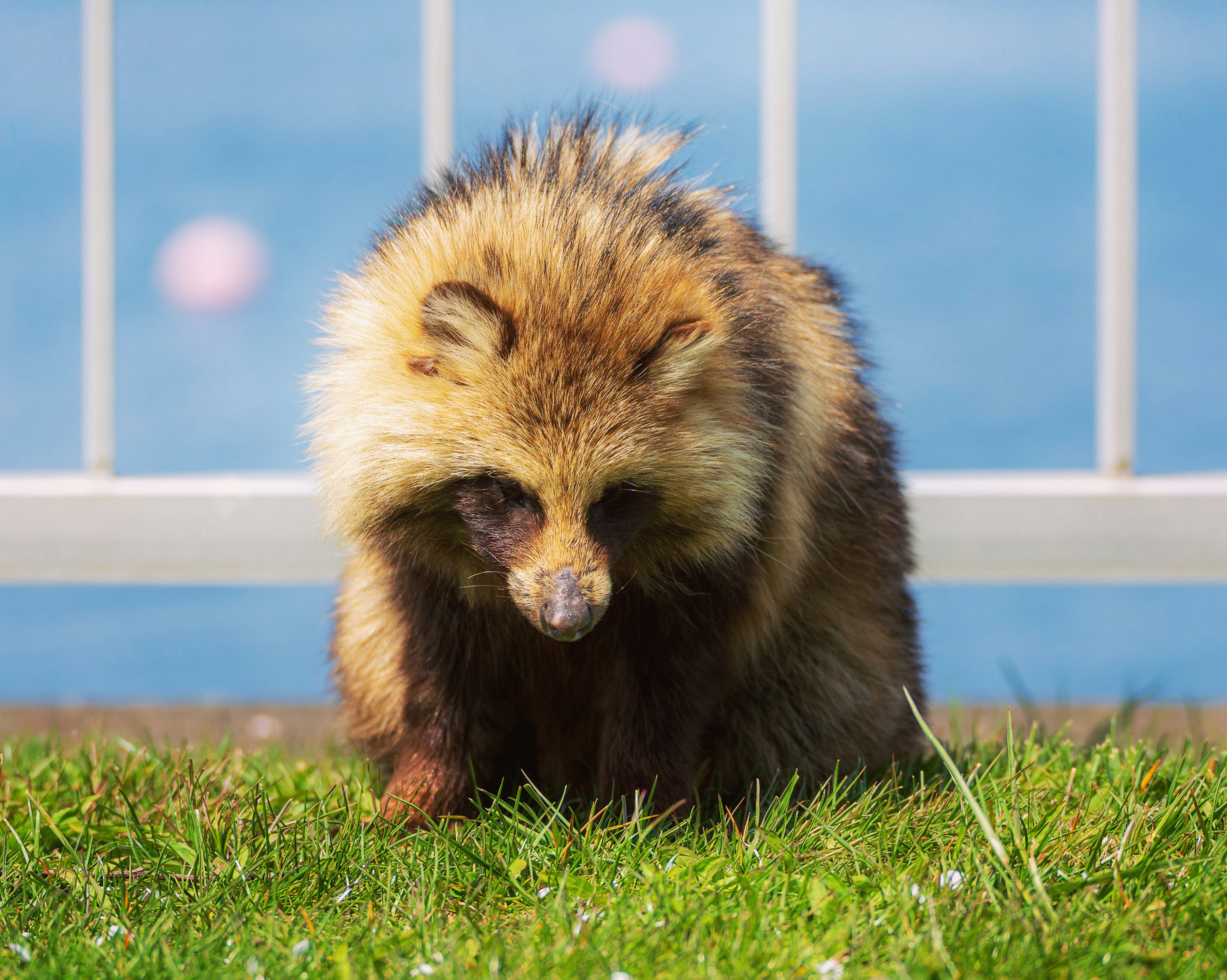 Acercamiento de un animal parecido a un mapache caminando sobre la hierba