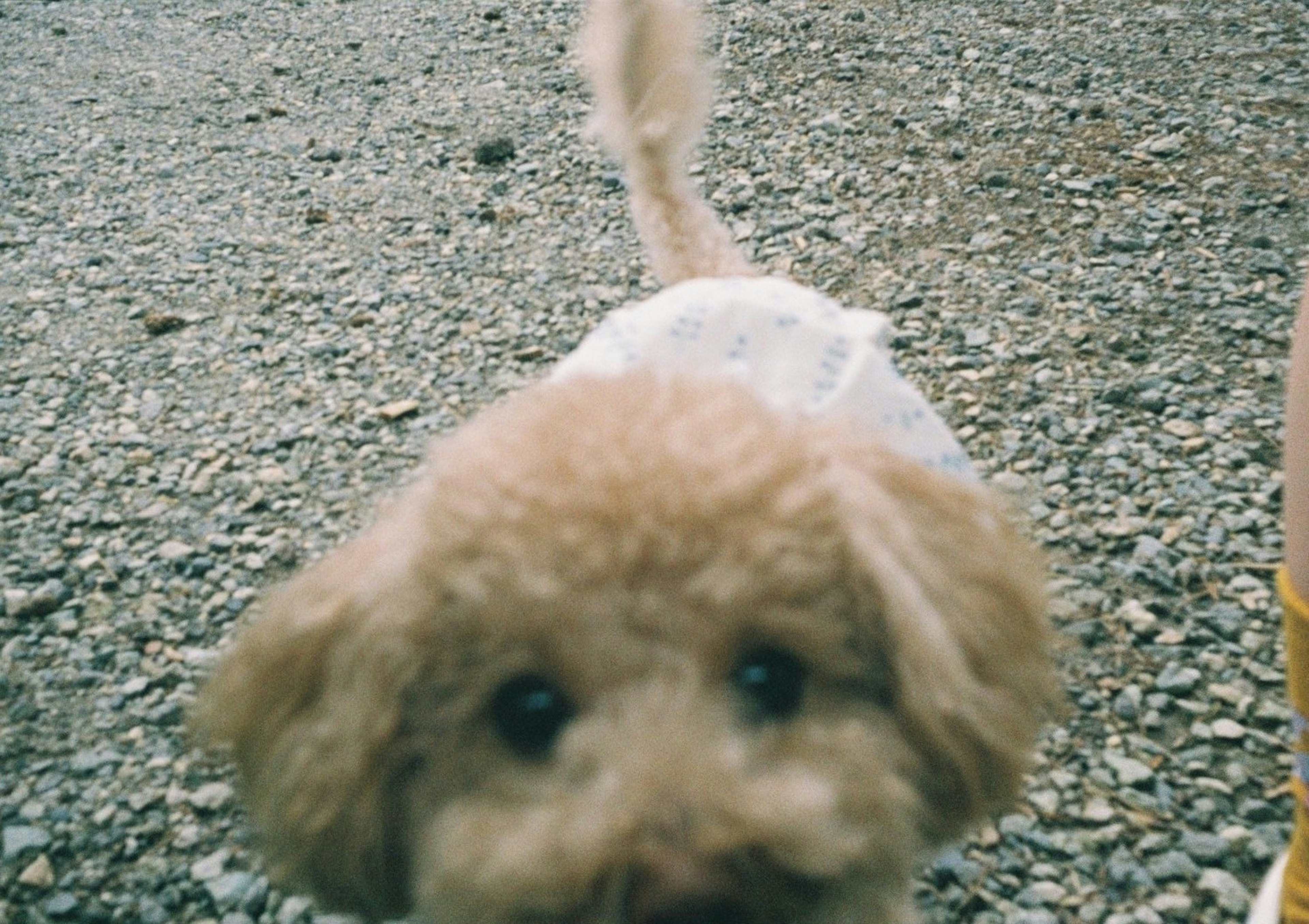 Flauschiger Hund nähert sich der Kamera mit einem verspielten Ausdruck