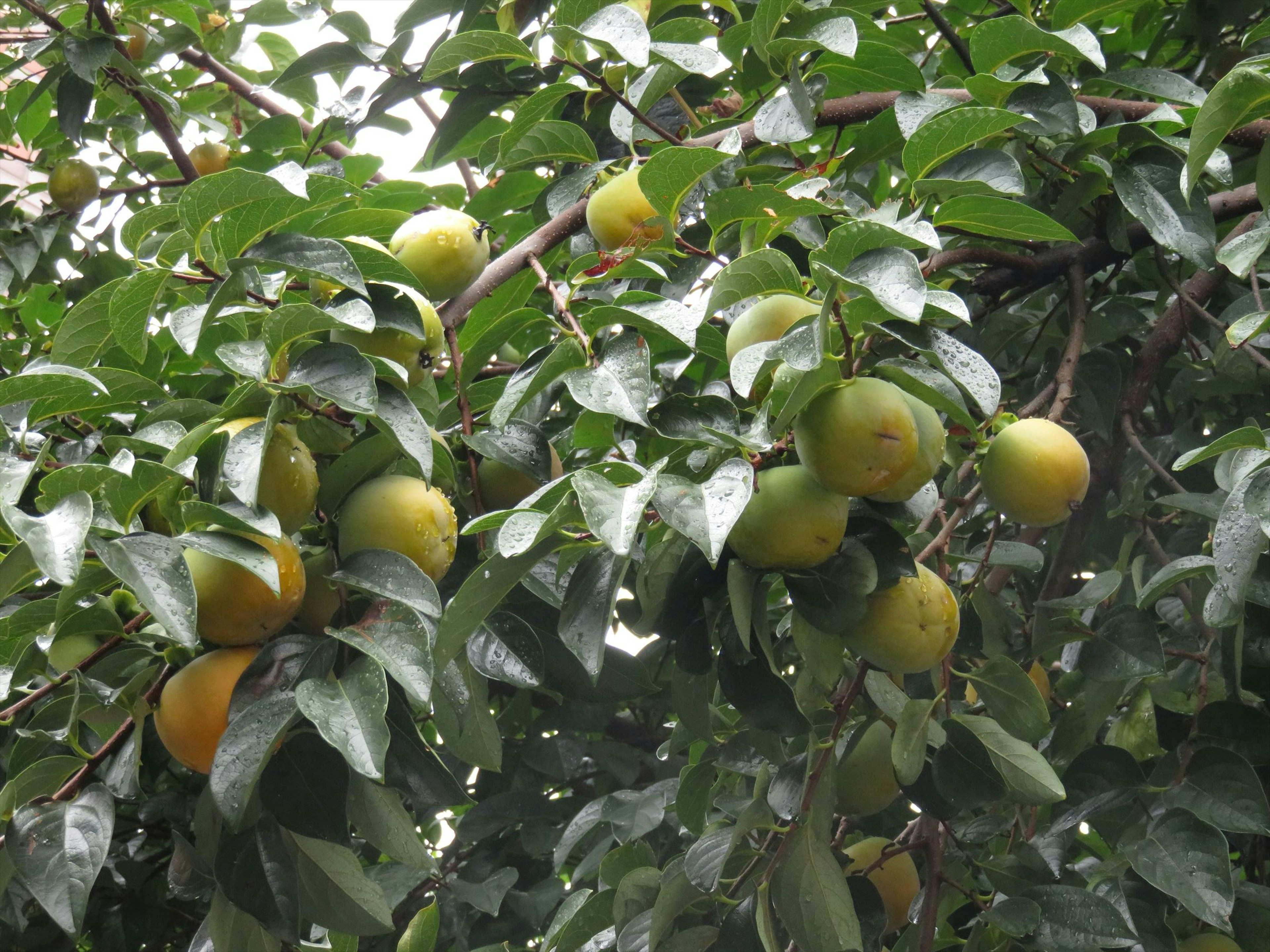 Una foto de una rama de árbol llena de fruta verde