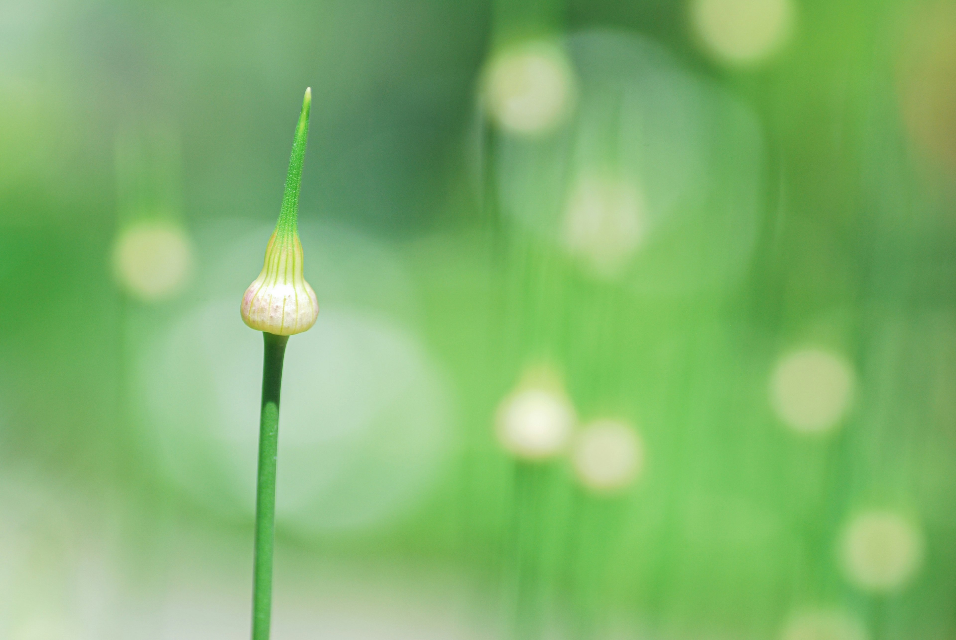 Close-up of a plant with white spherical flower buds against a green background