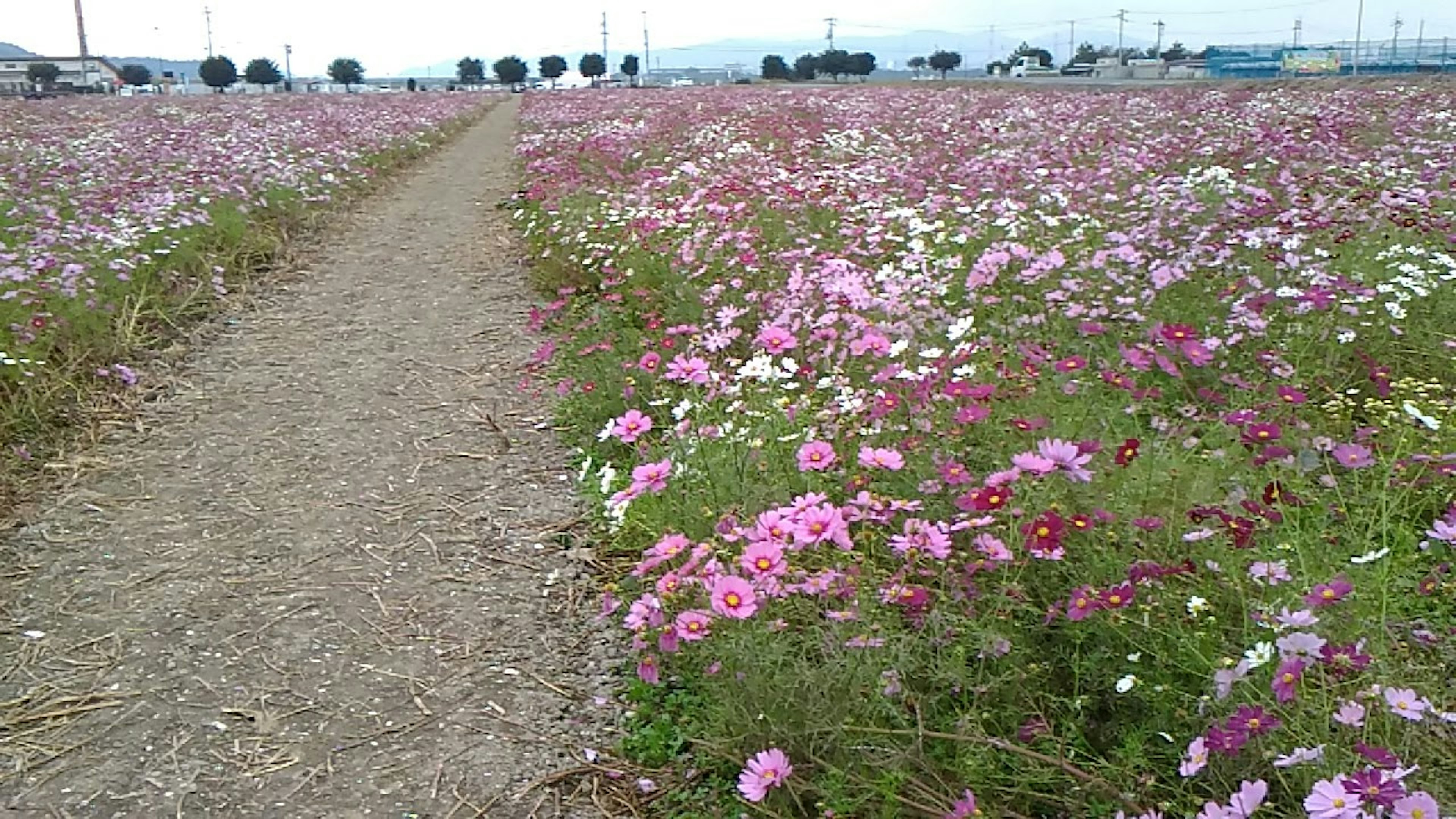 ทางเดินผ่านทุ่งดอกไม้ที่มีสีสันสดใส