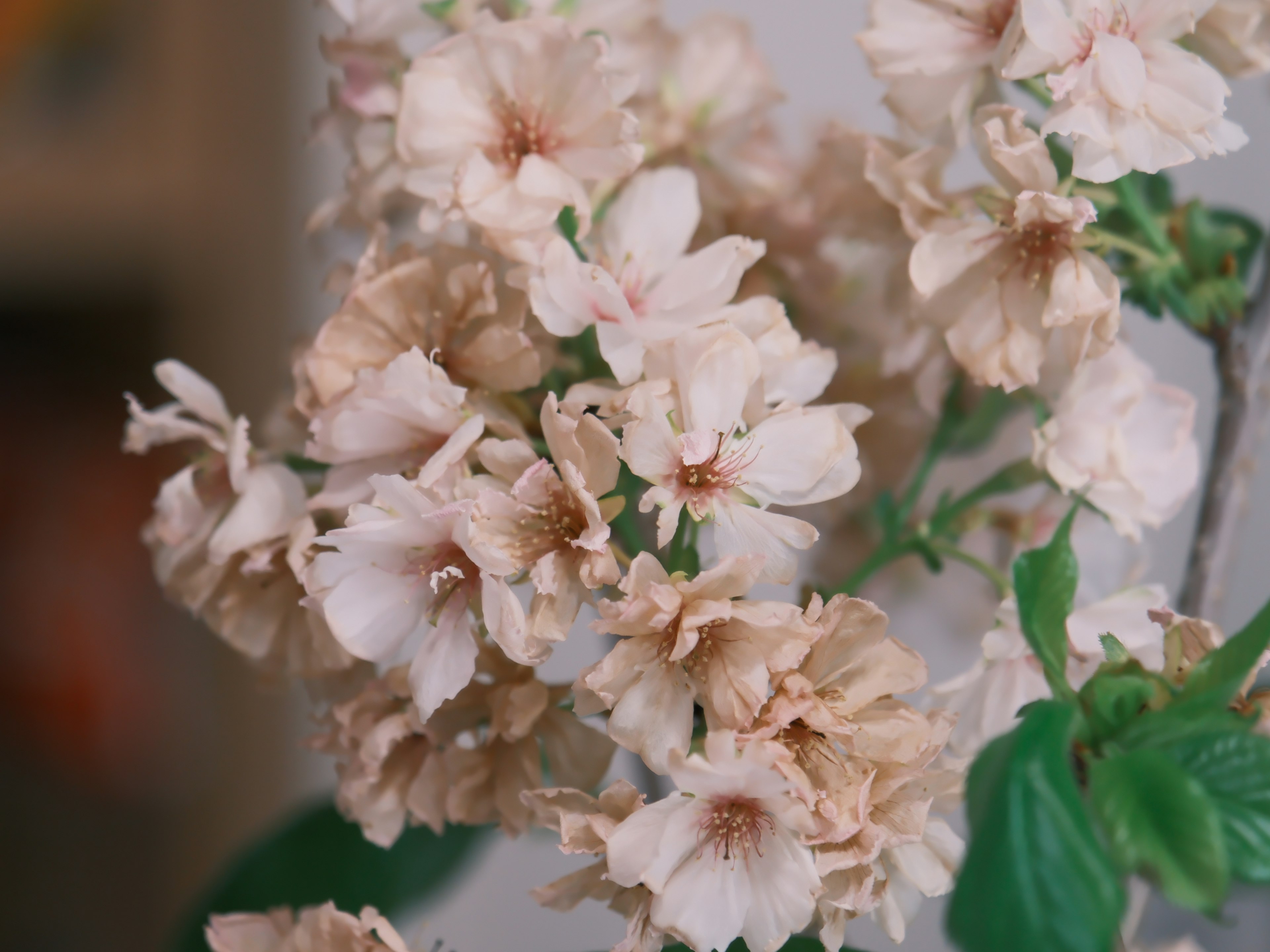 淡い色合いの桜の花が集まり優雅に咲いている