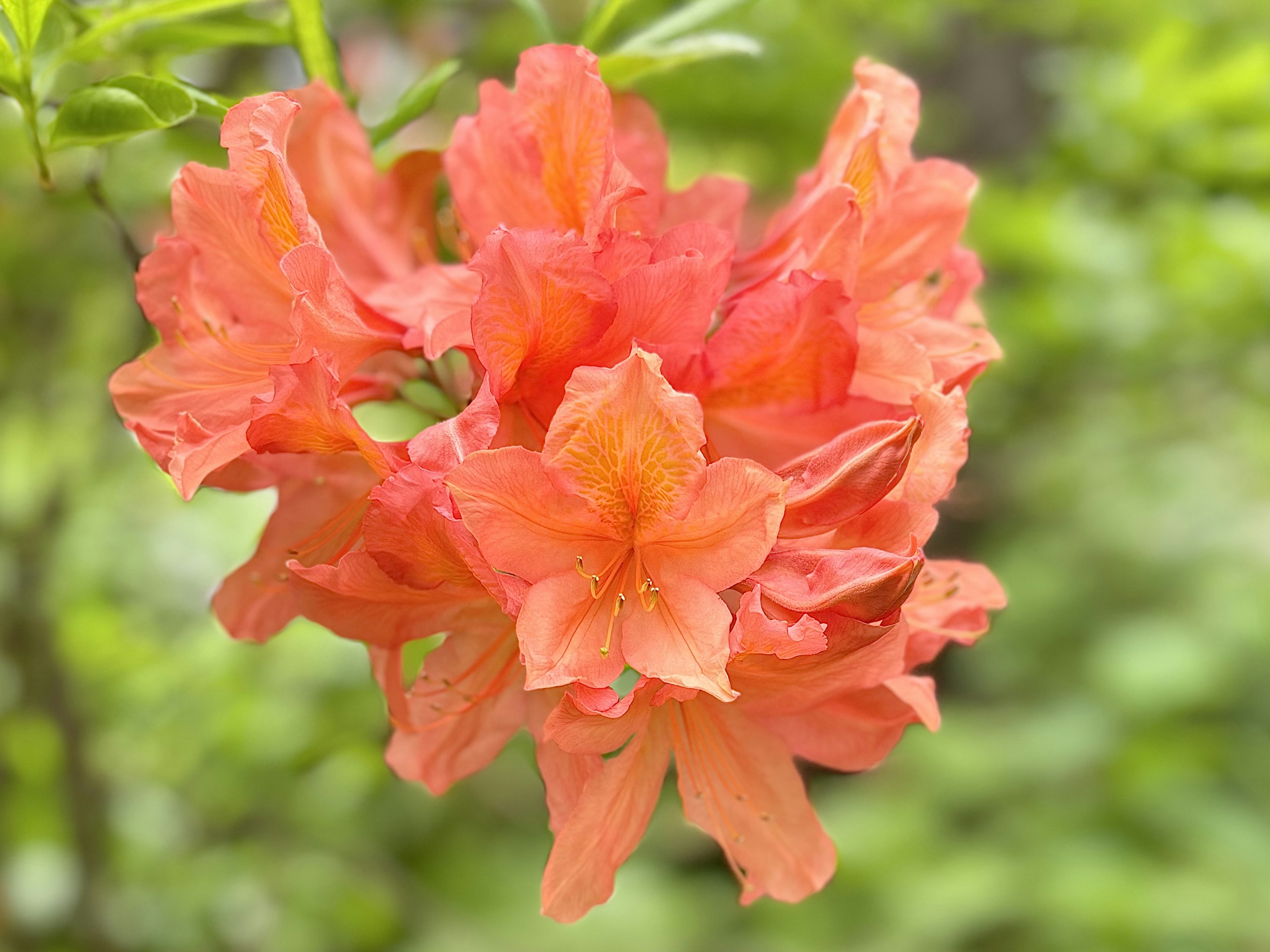 Fiori di azalea arancione vivace in fiore