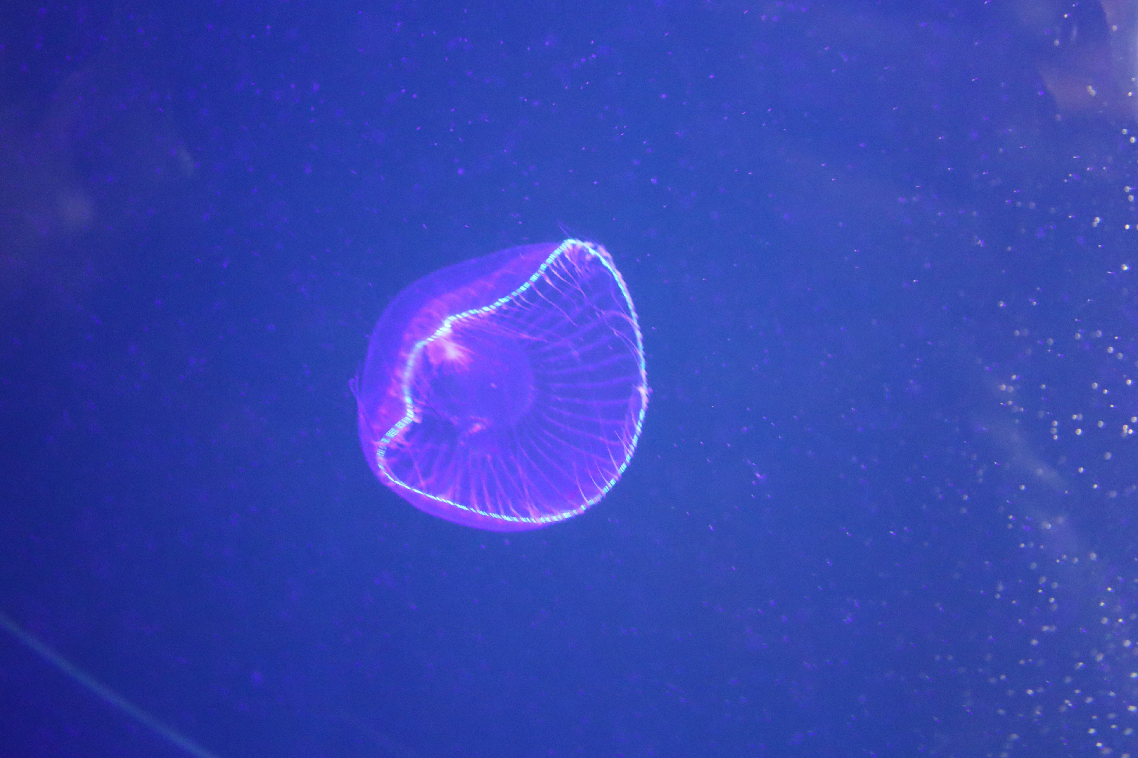 Leuchtende lila Qualle schwebt im blauen Wasser