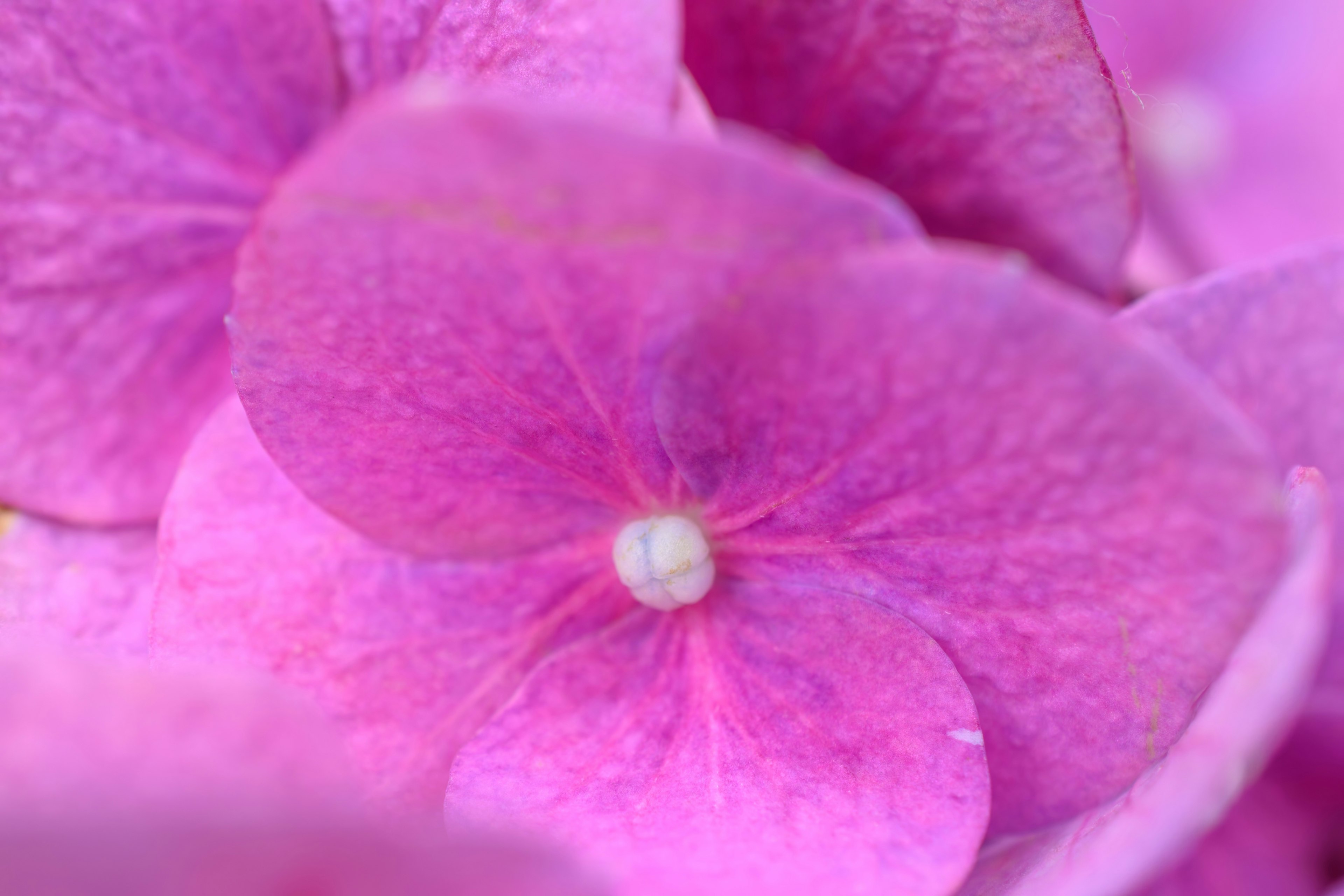 鮮やかなピンクのアジサイの花のクローズアップ