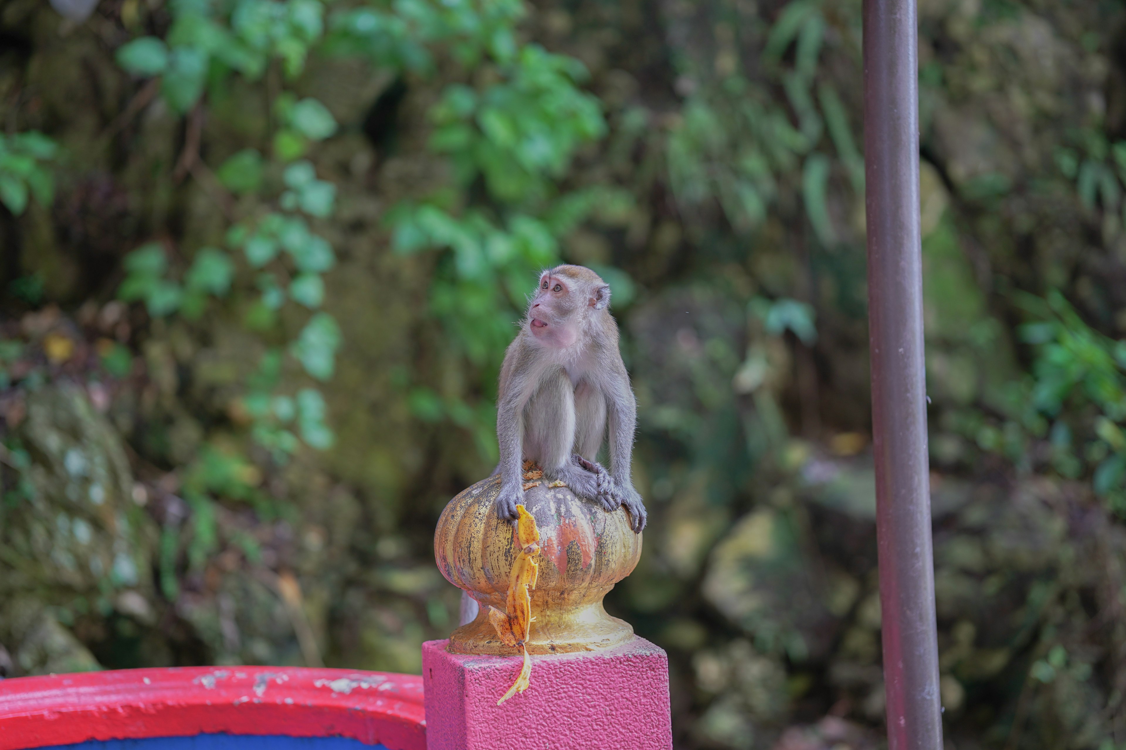 一隻猴子雕像坐在紅色柱子上，背景為綠色