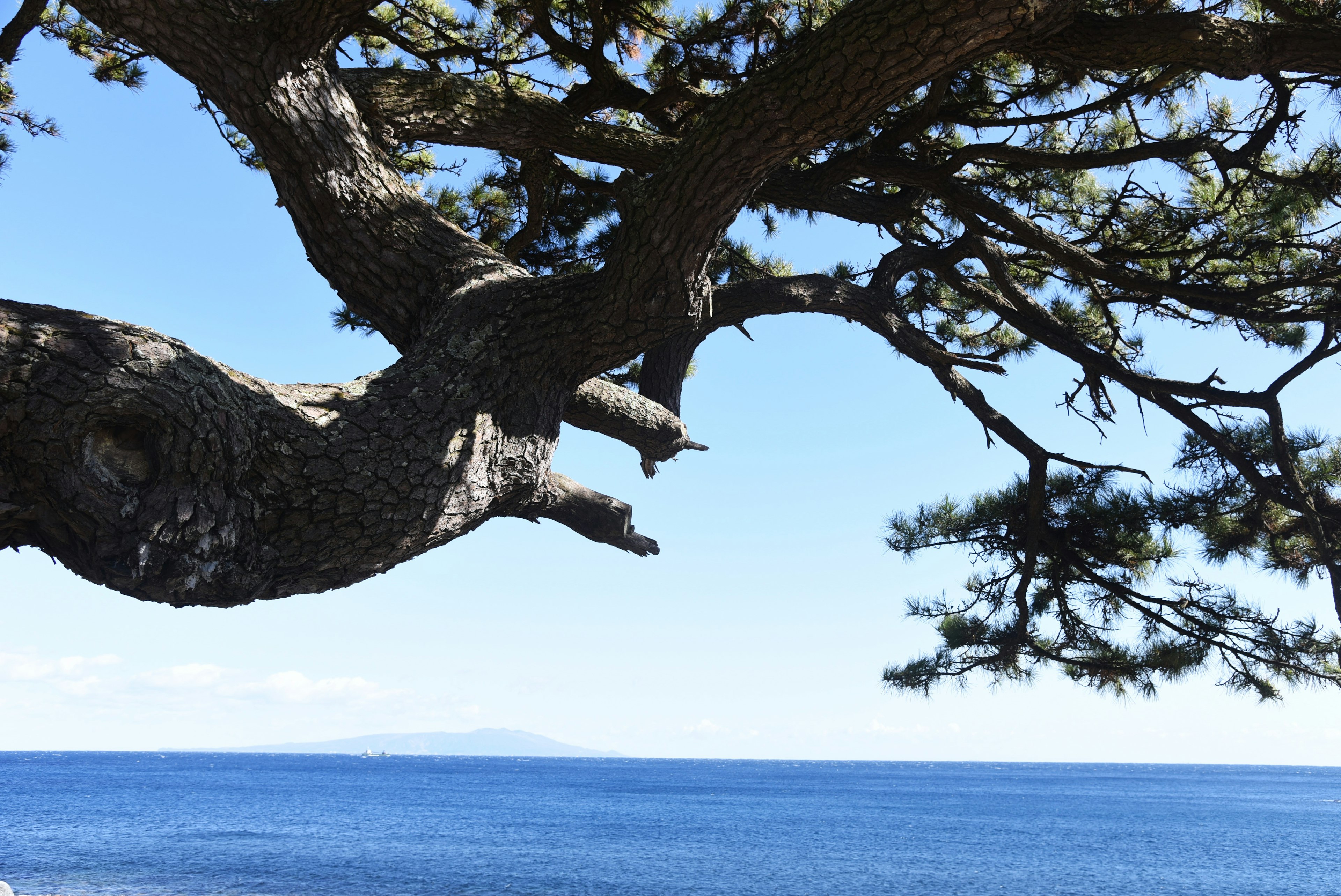 Détail d'une branche d'arbre sur fond de mer et ciel bleus