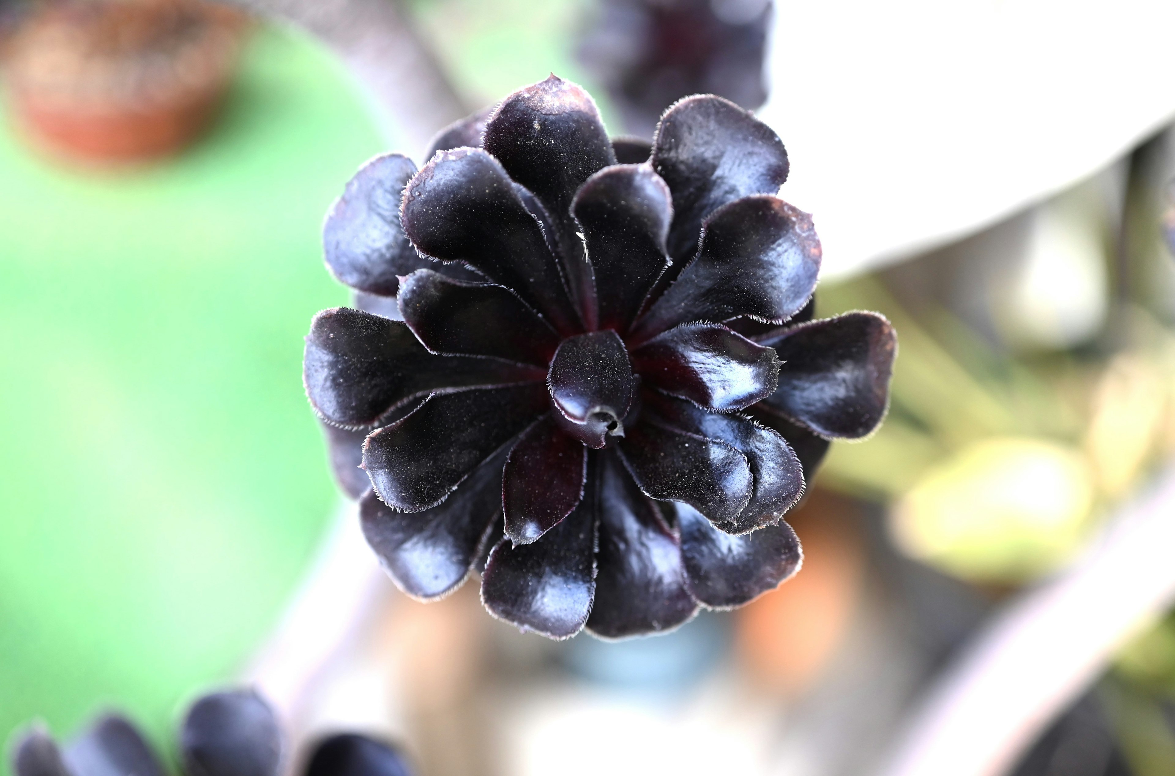 Acercamiento de una planta suculenta en forma de flor negra