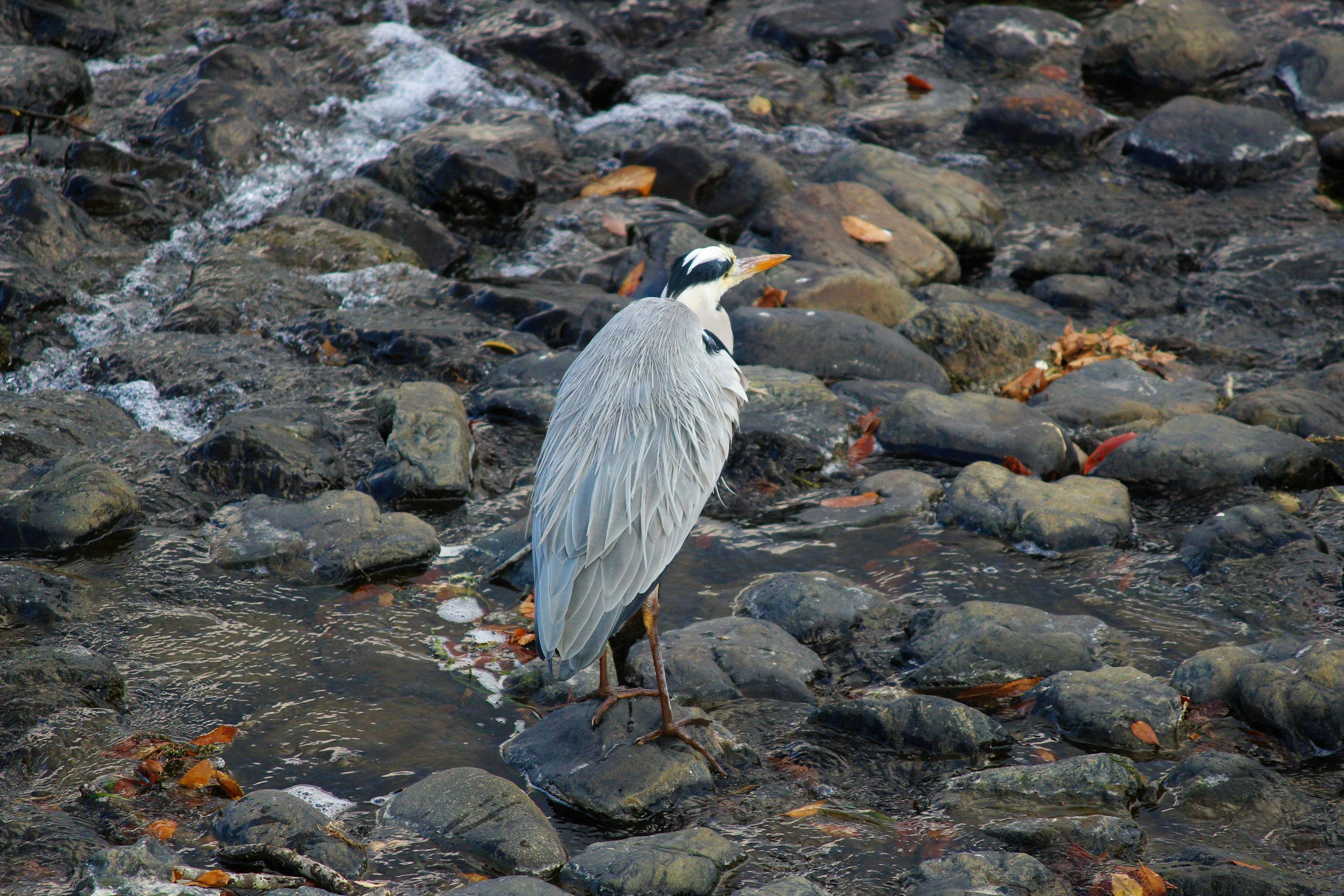 Garza gris de pie sobre rocas junto al agua