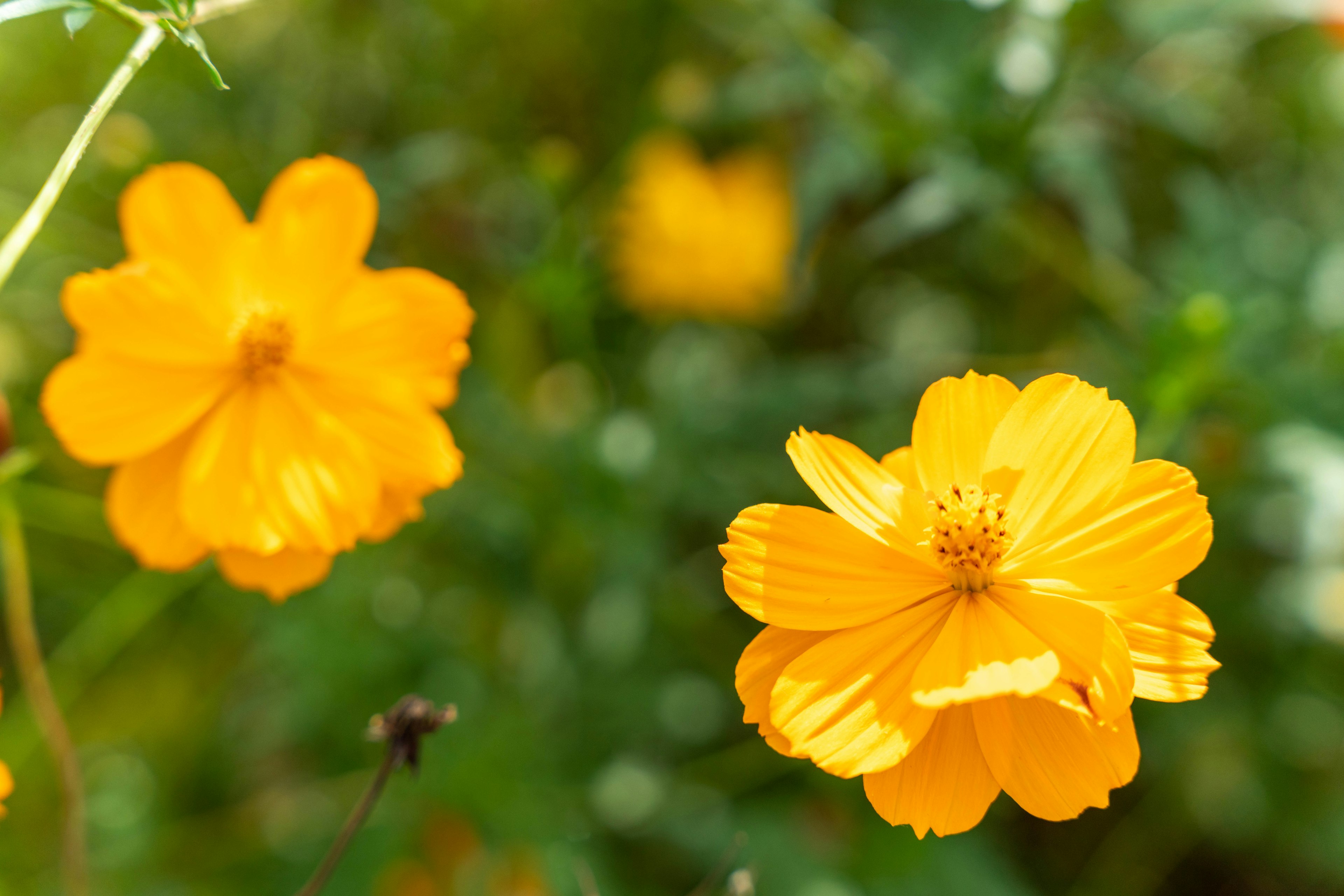 Fleurs jaunes vibrantes en fleurs dans un jardin