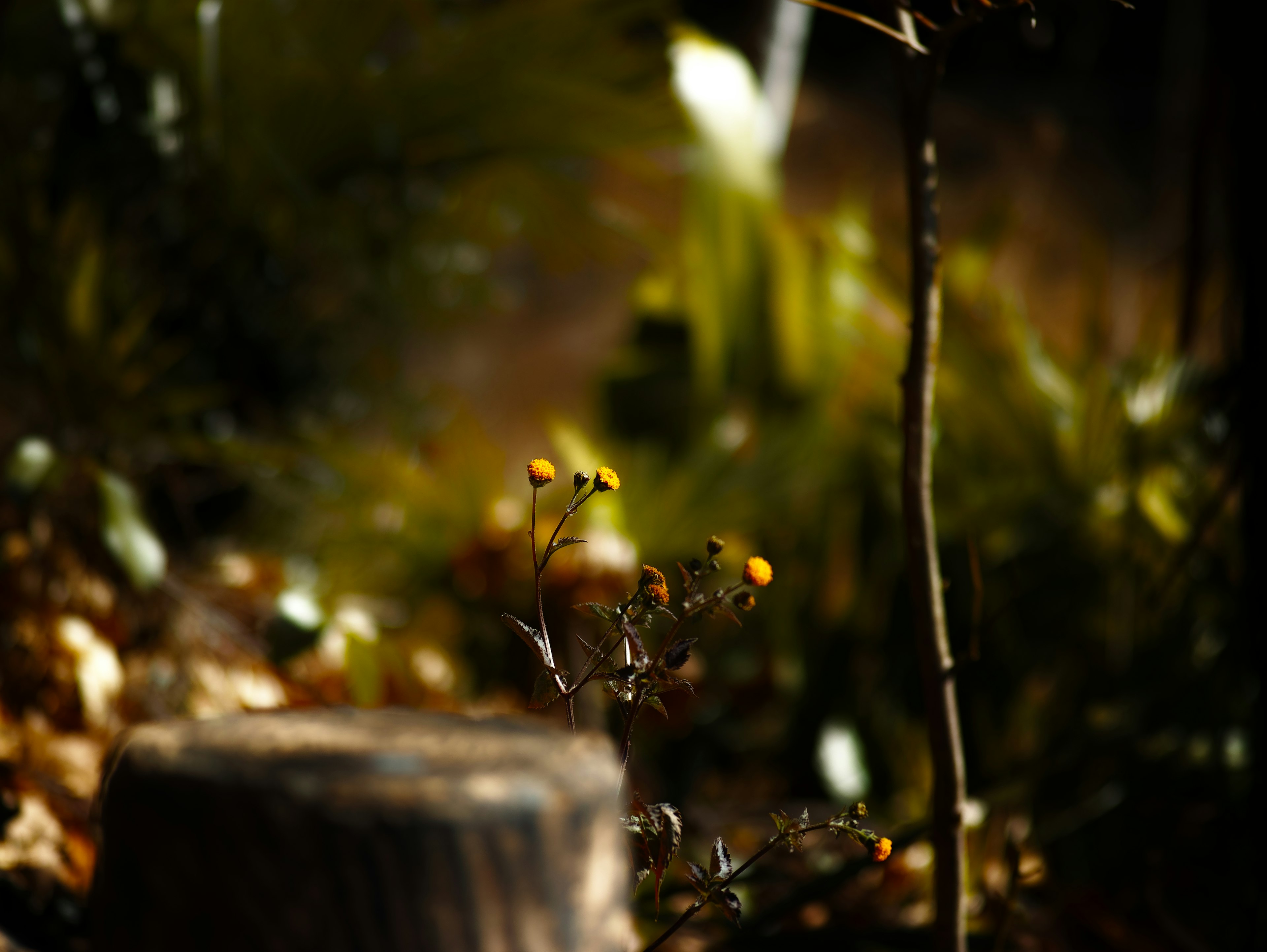 Escena natural con una pequeña planta de flores amarillas y un tocón de árbol en un fondo oscuro