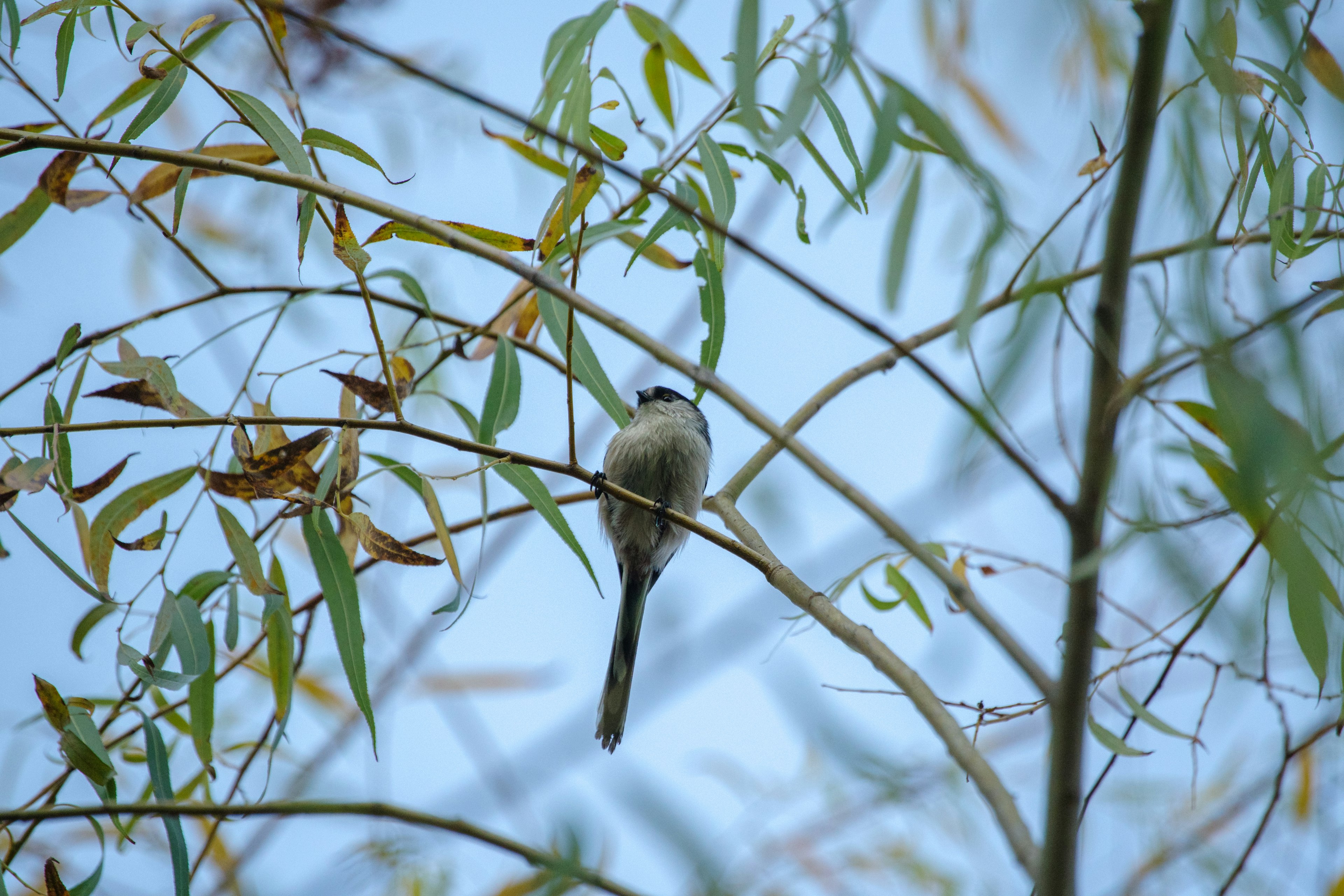 Un petit oiseau perché sur une branche avec un fond de ciel bleu