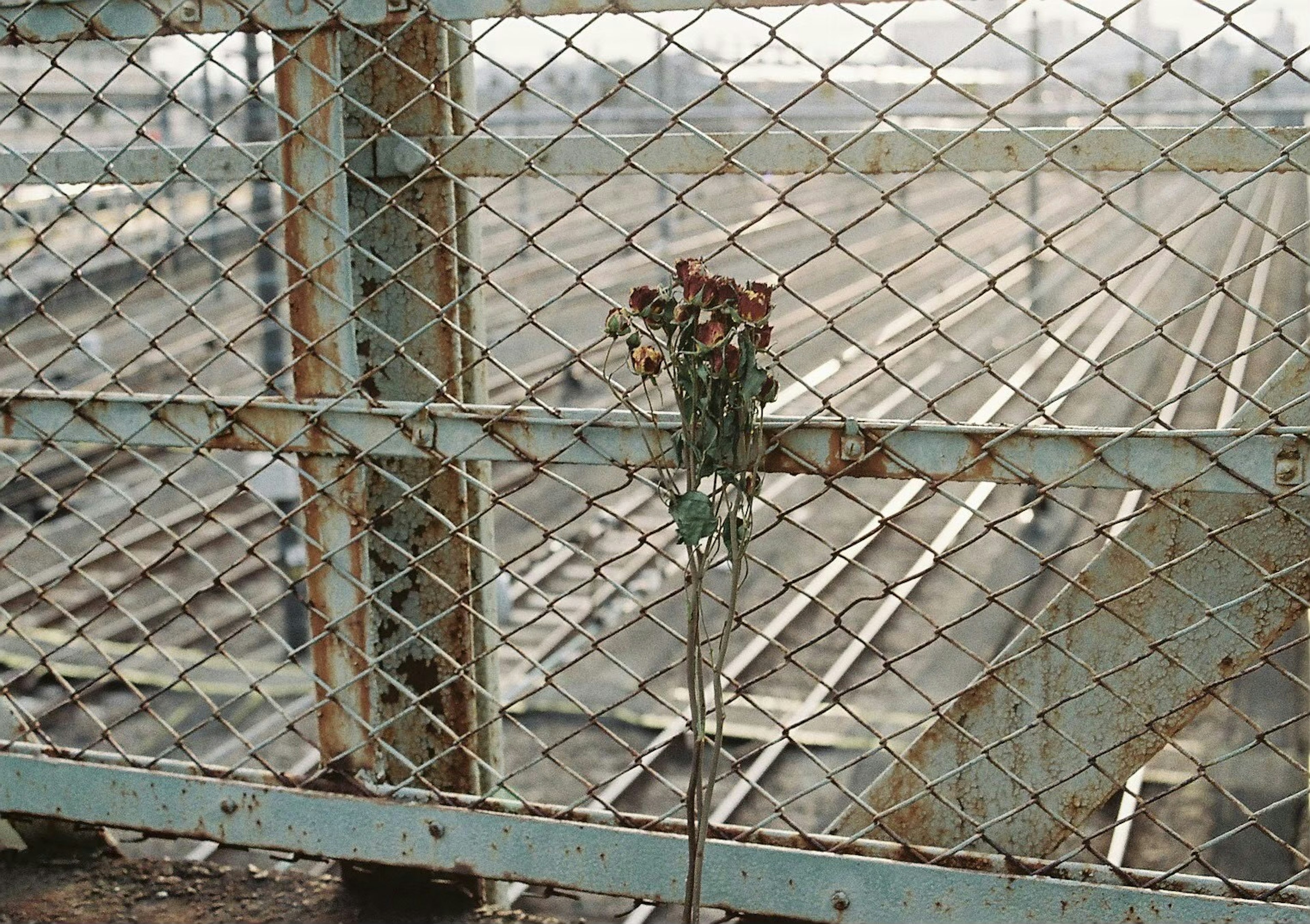 A dried flower attached to an old railway fence overlooking empty tracks