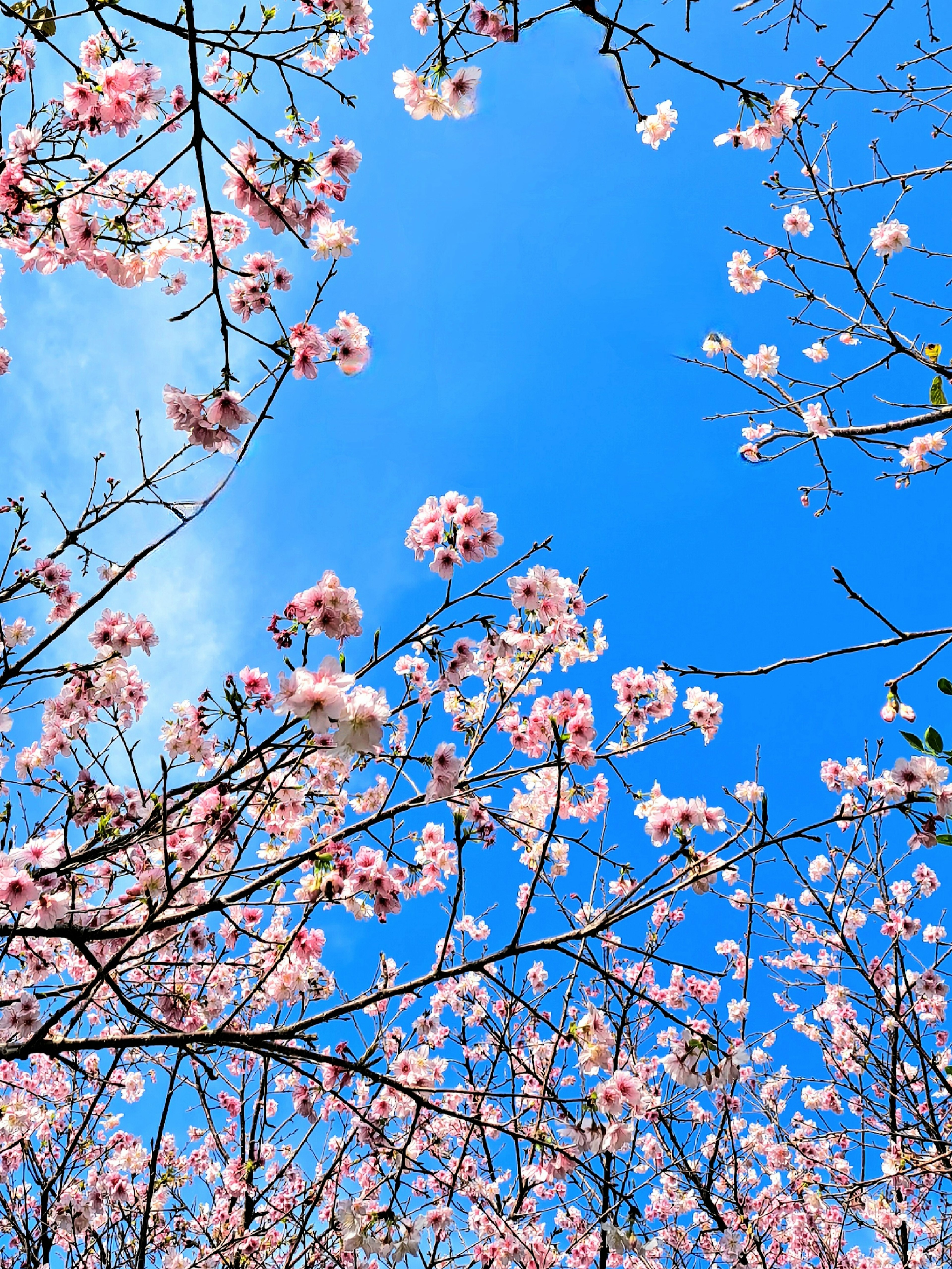 Bunga sakura mekar di bawah langit biru yang cerah