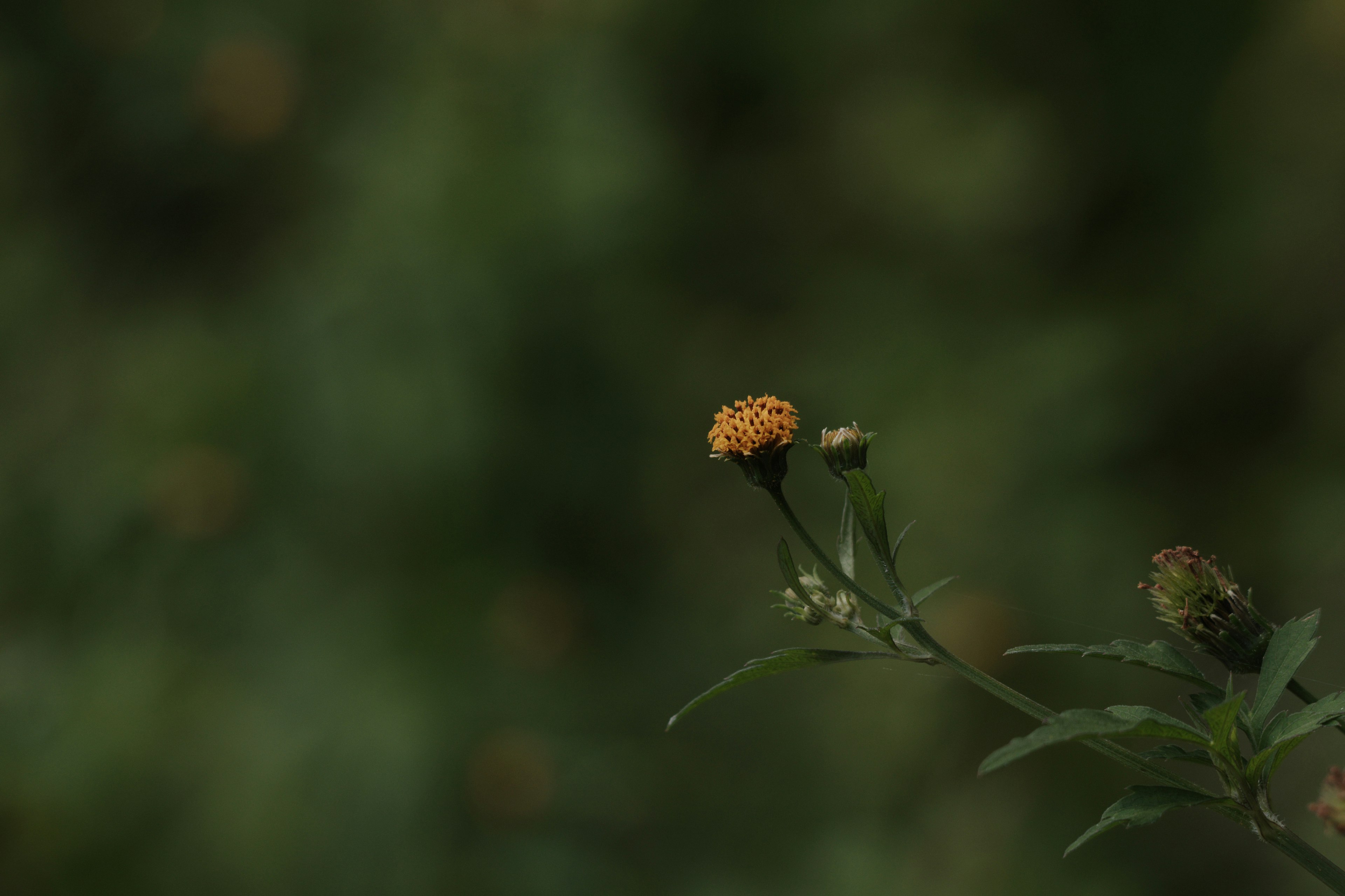 緑の背景に浮かぶオレンジ色の花のクローズアップ