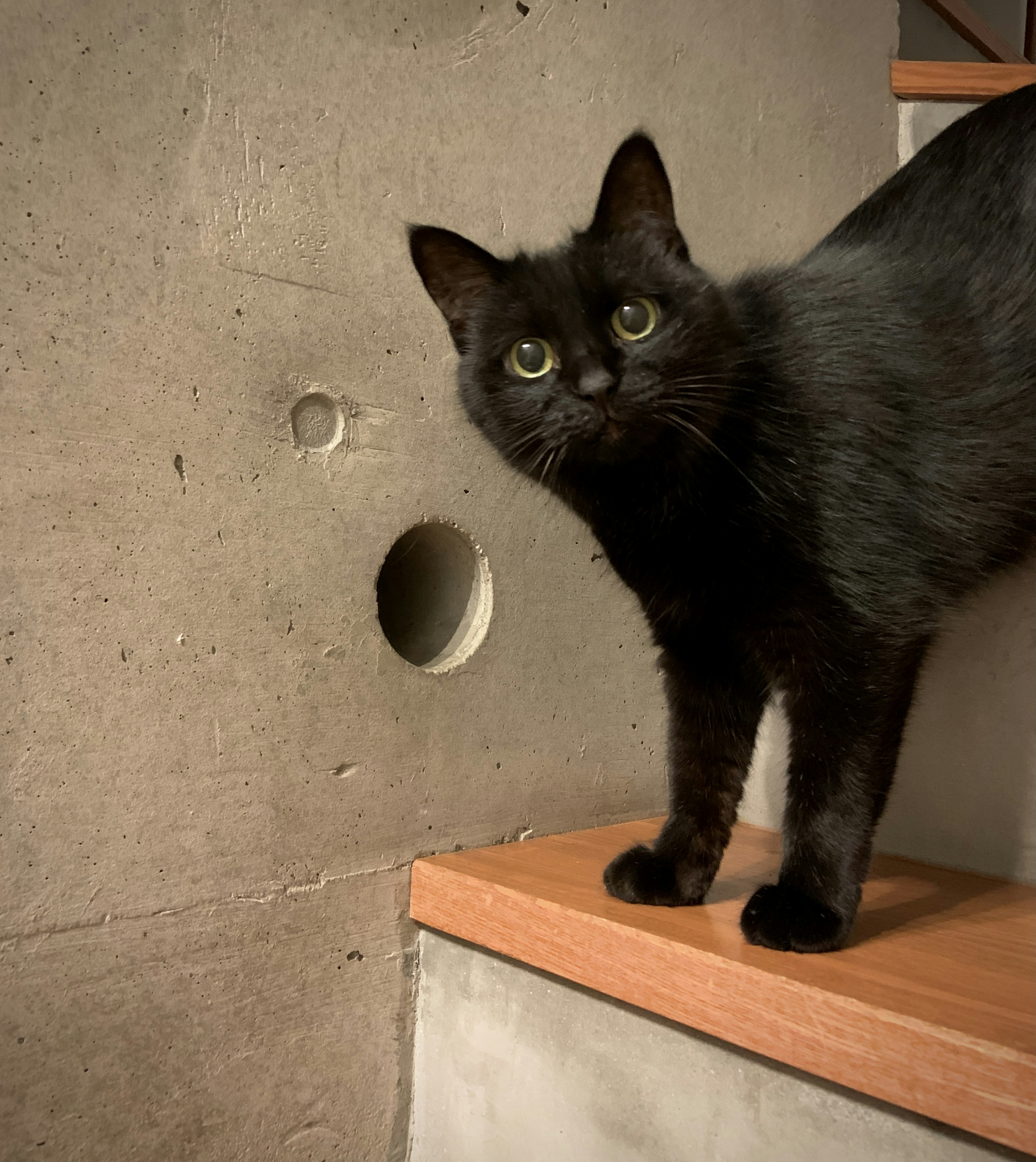 Eine schwarze Katze steht neben einer Betonwand