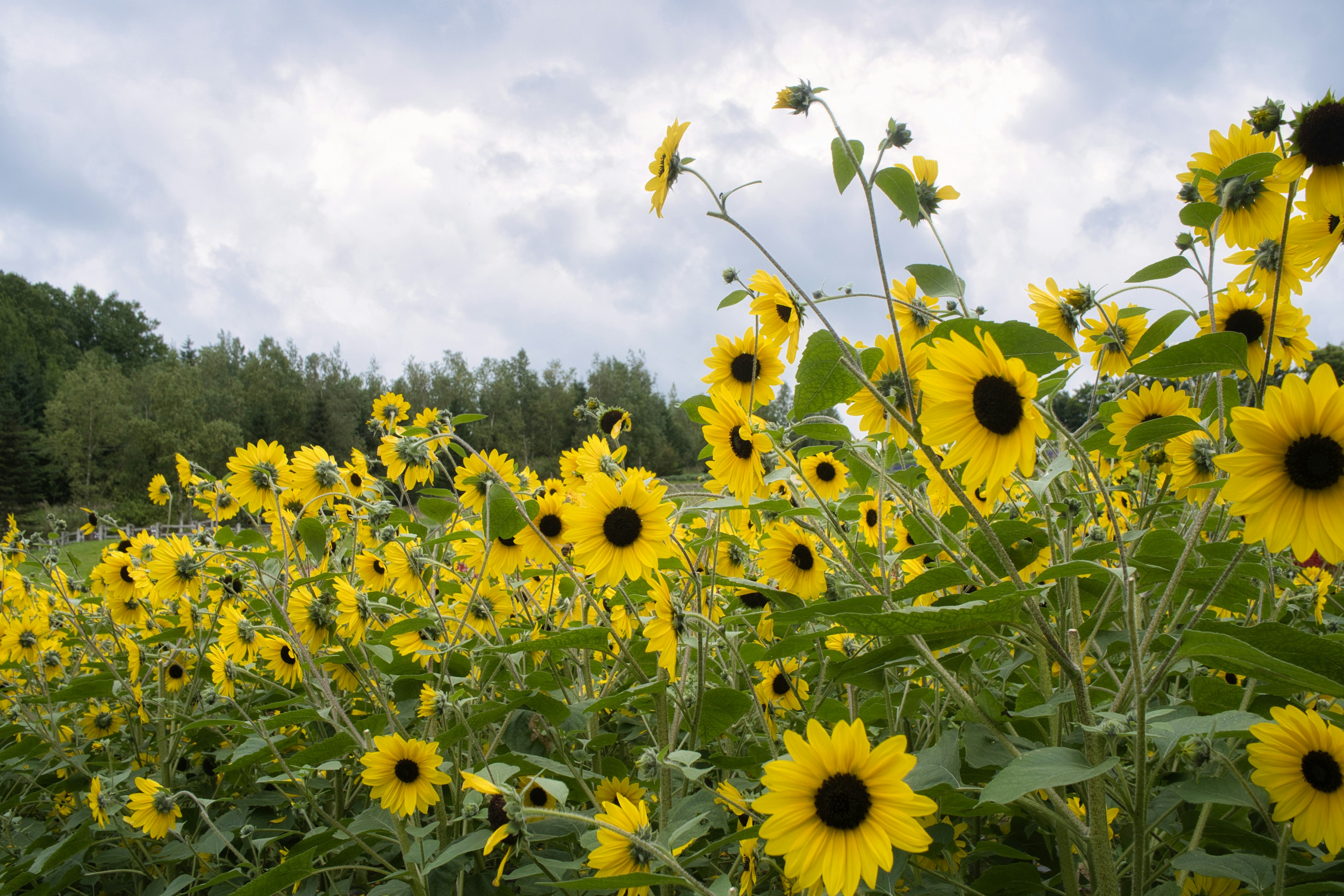 Field of bright sunflowers under a cloudy sky