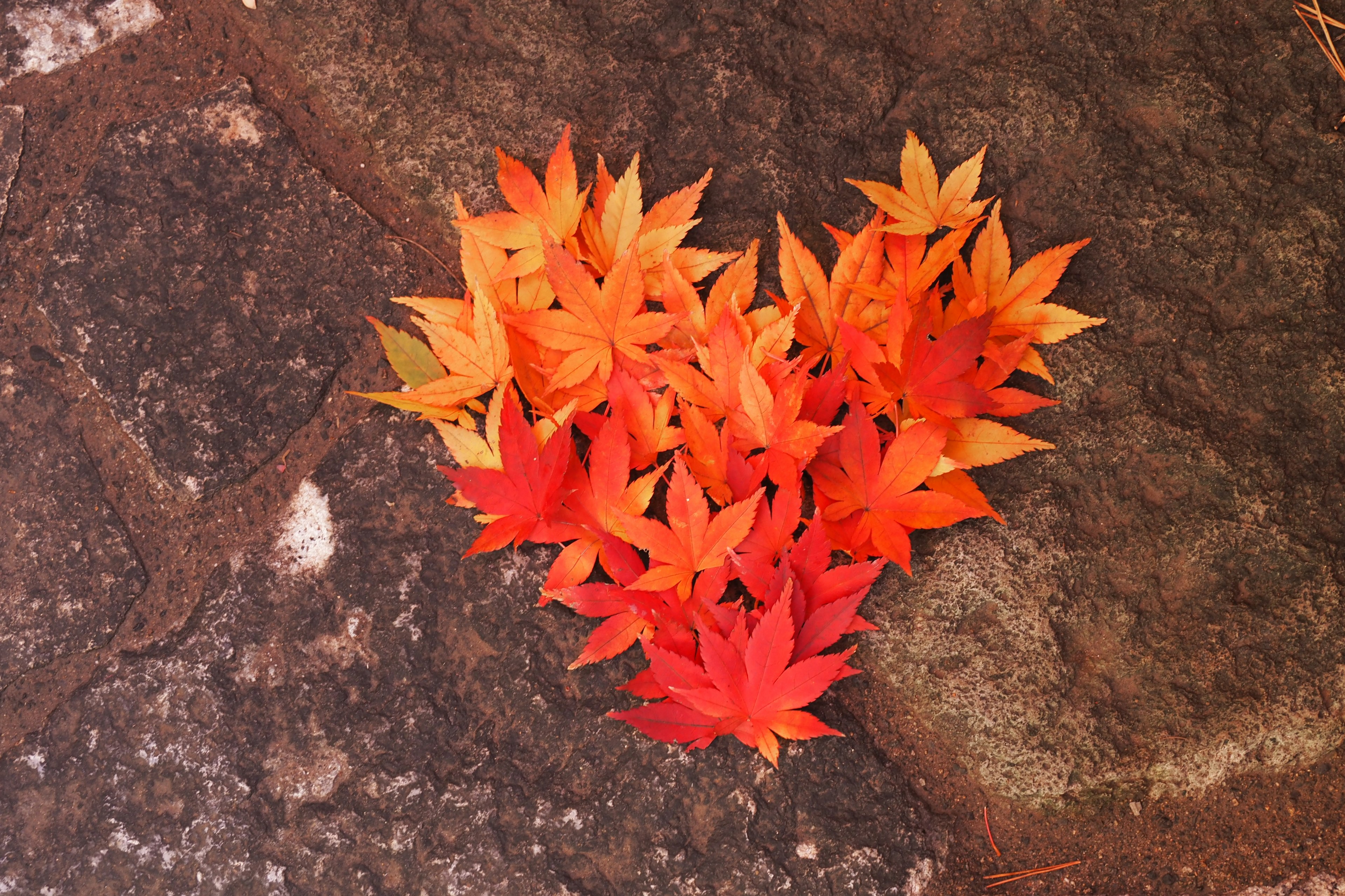 A heart shape made of red and orange maple leaves on a stone surface