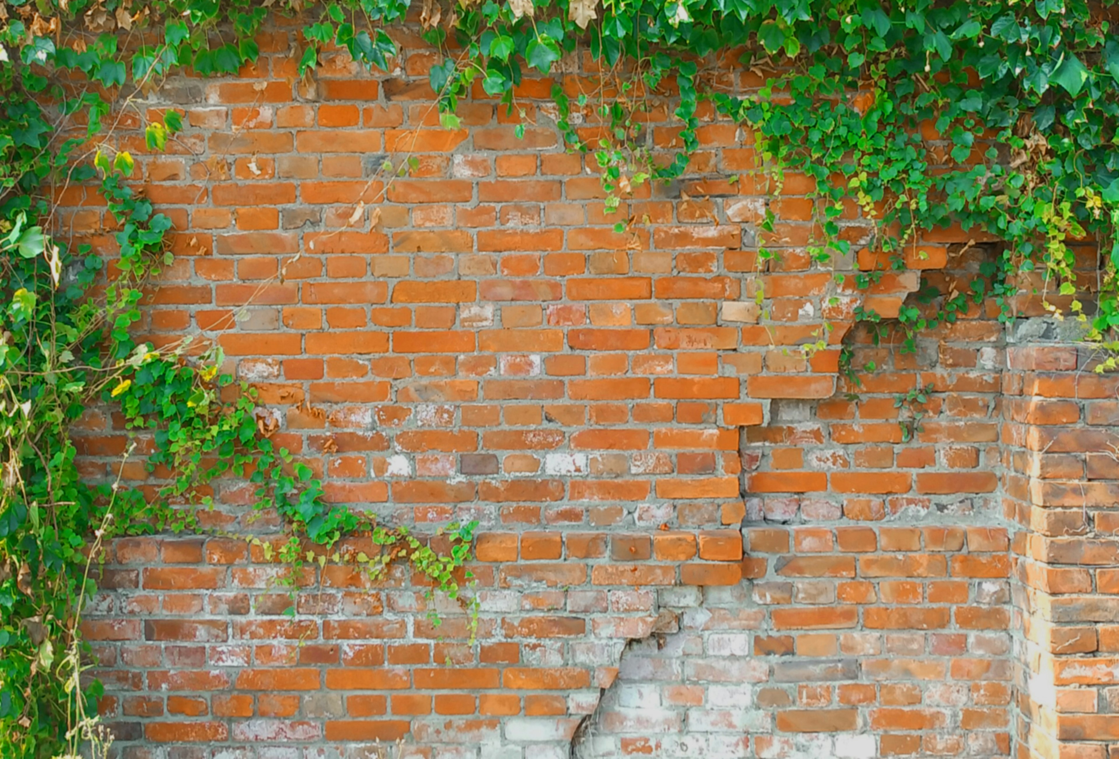 Parte di un muro in mattoni rossi con edera verde che cresce