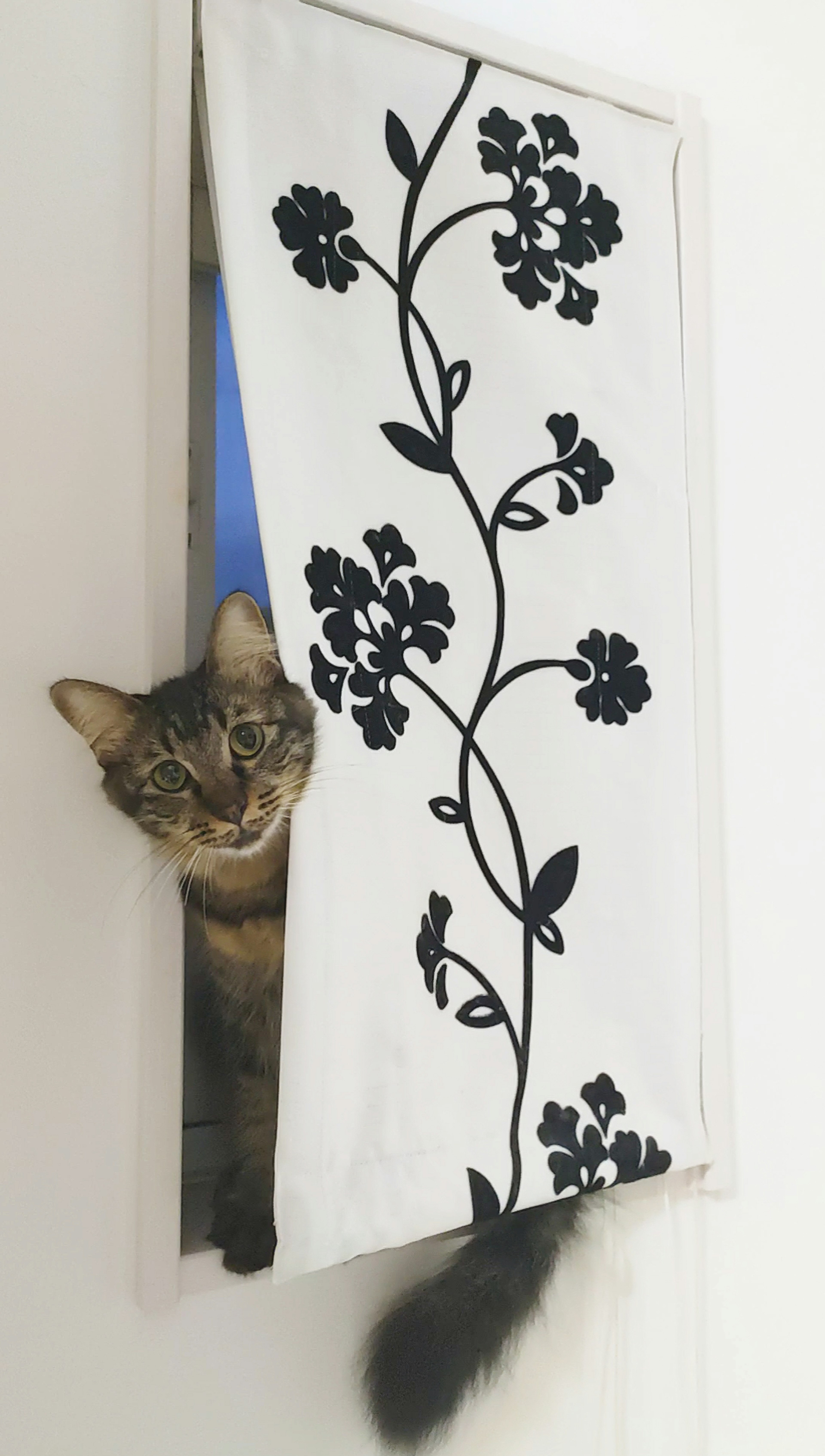 Un chat regardant à travers un rideau à motif floral