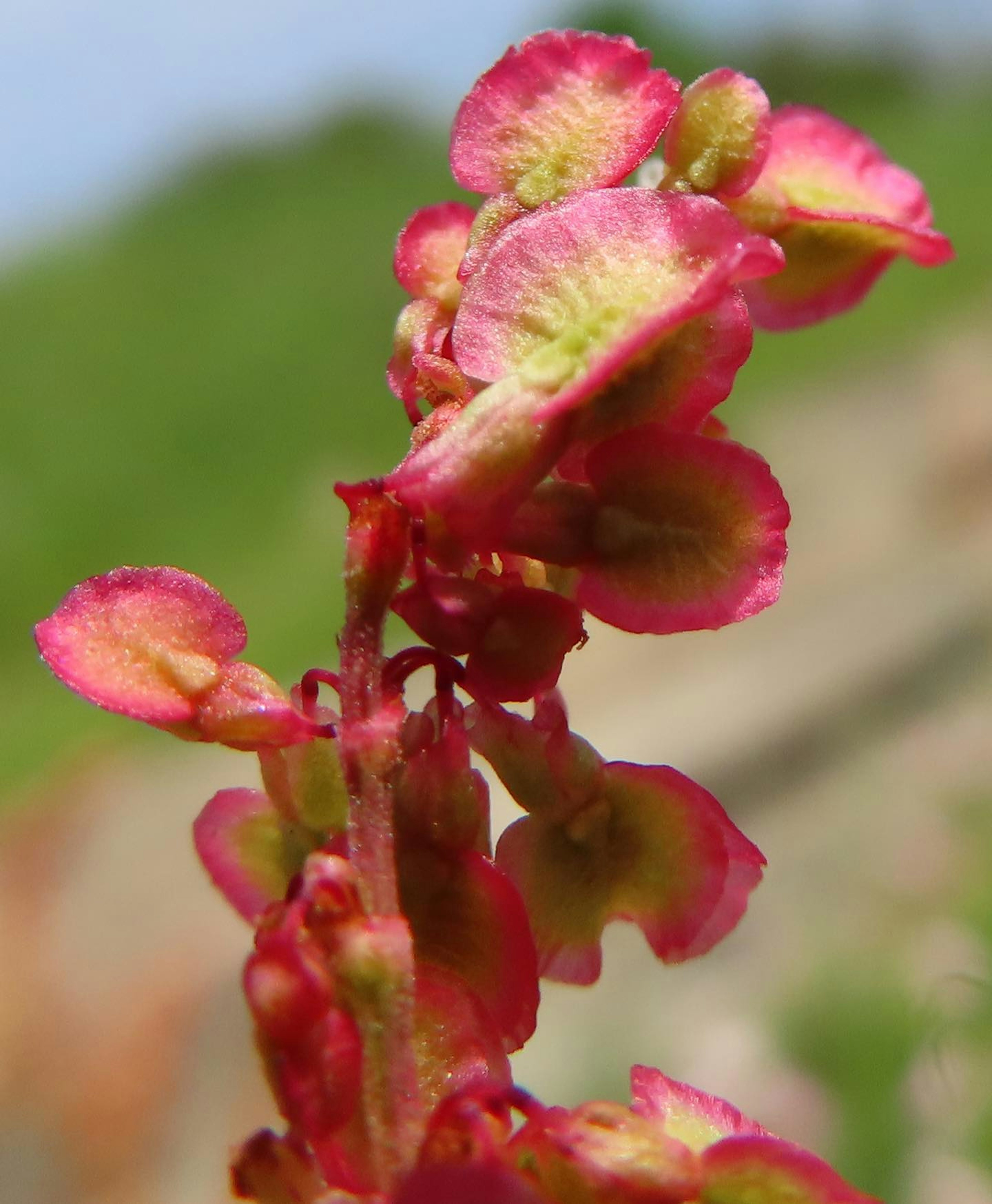 Close-up tanaman dengan bunga merah muda cerah