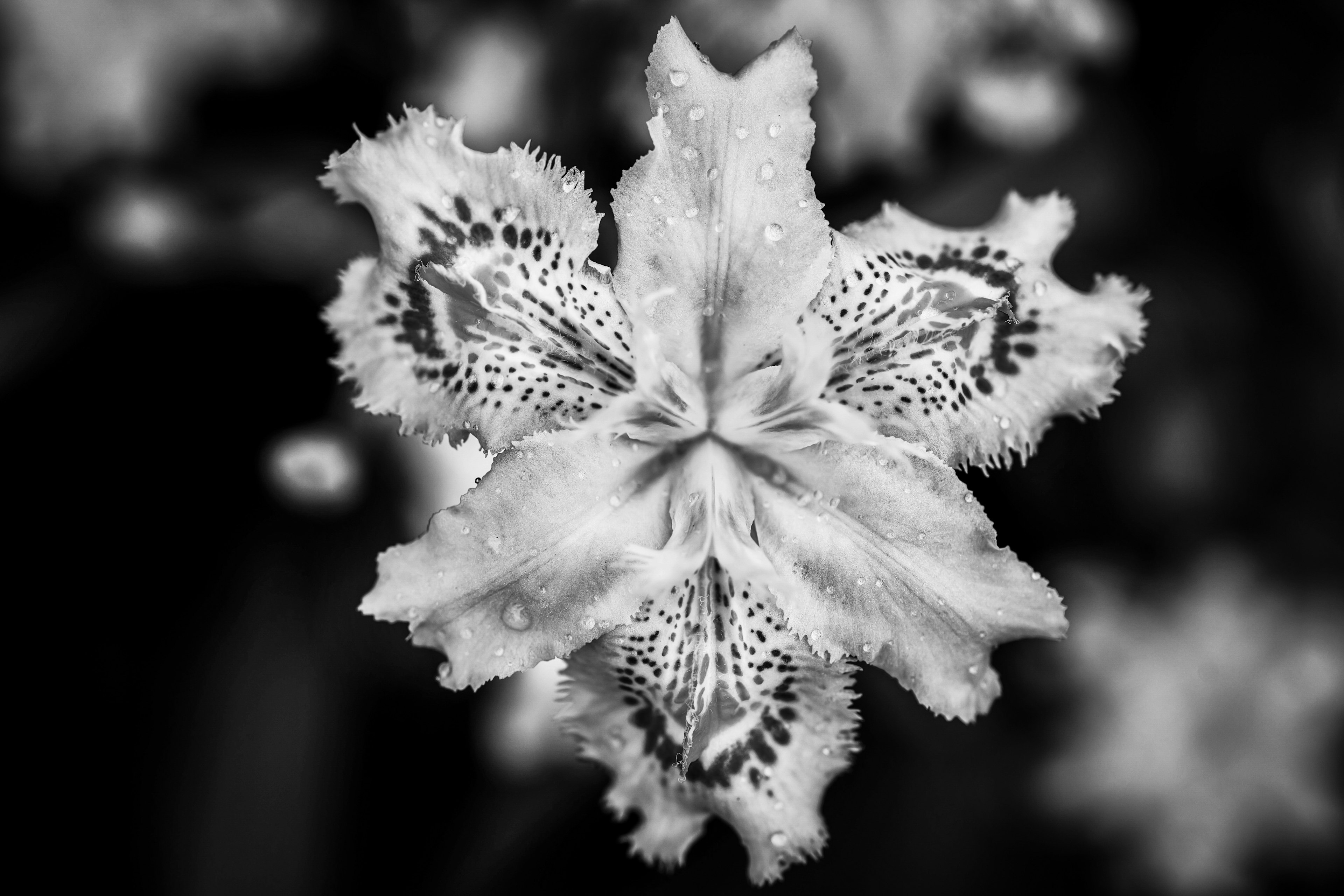 Acercamiento de una flor en blanco y negro con pétalos distintos y patrones únicos