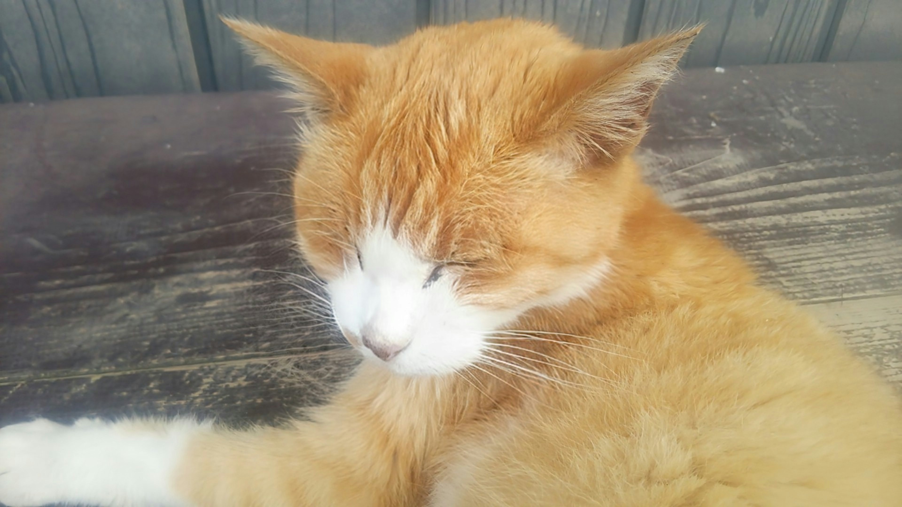 An orange cat resting on a wooden surface