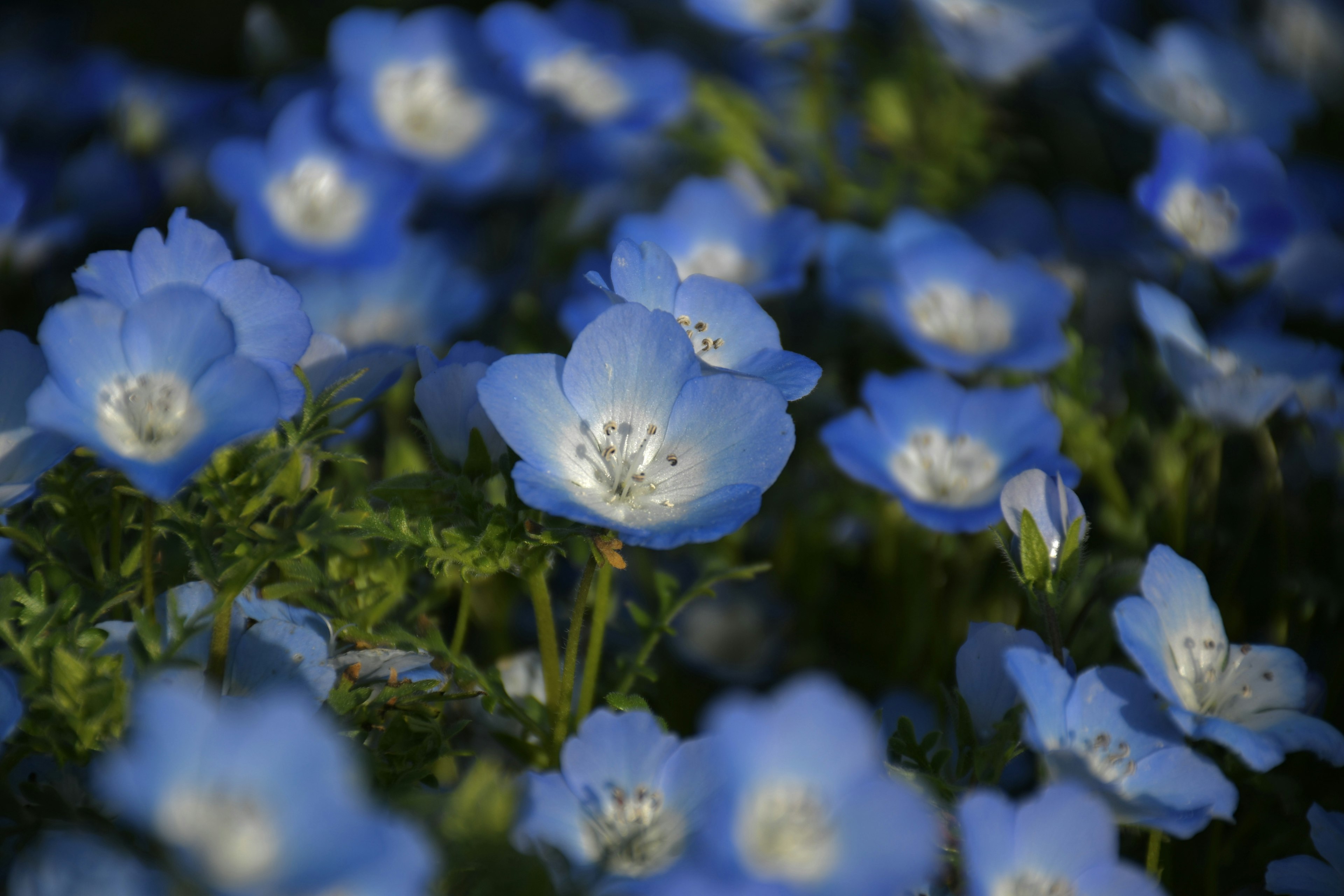 青い花が咲き誇る風景で、緑の葉に囲まれた可憐な花々が特徴的