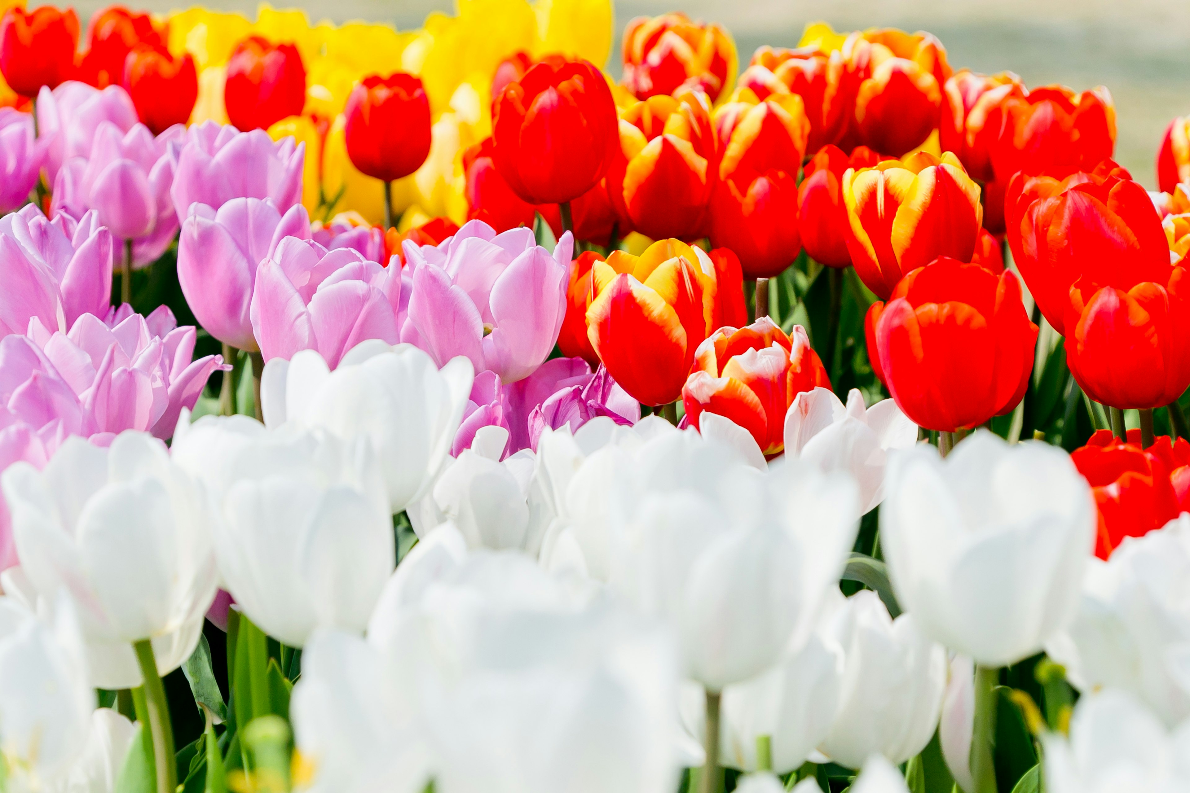 Ladang tulip berwarna-warni dengan tulip merah, kuning, merah muda, dan putih yang mekar