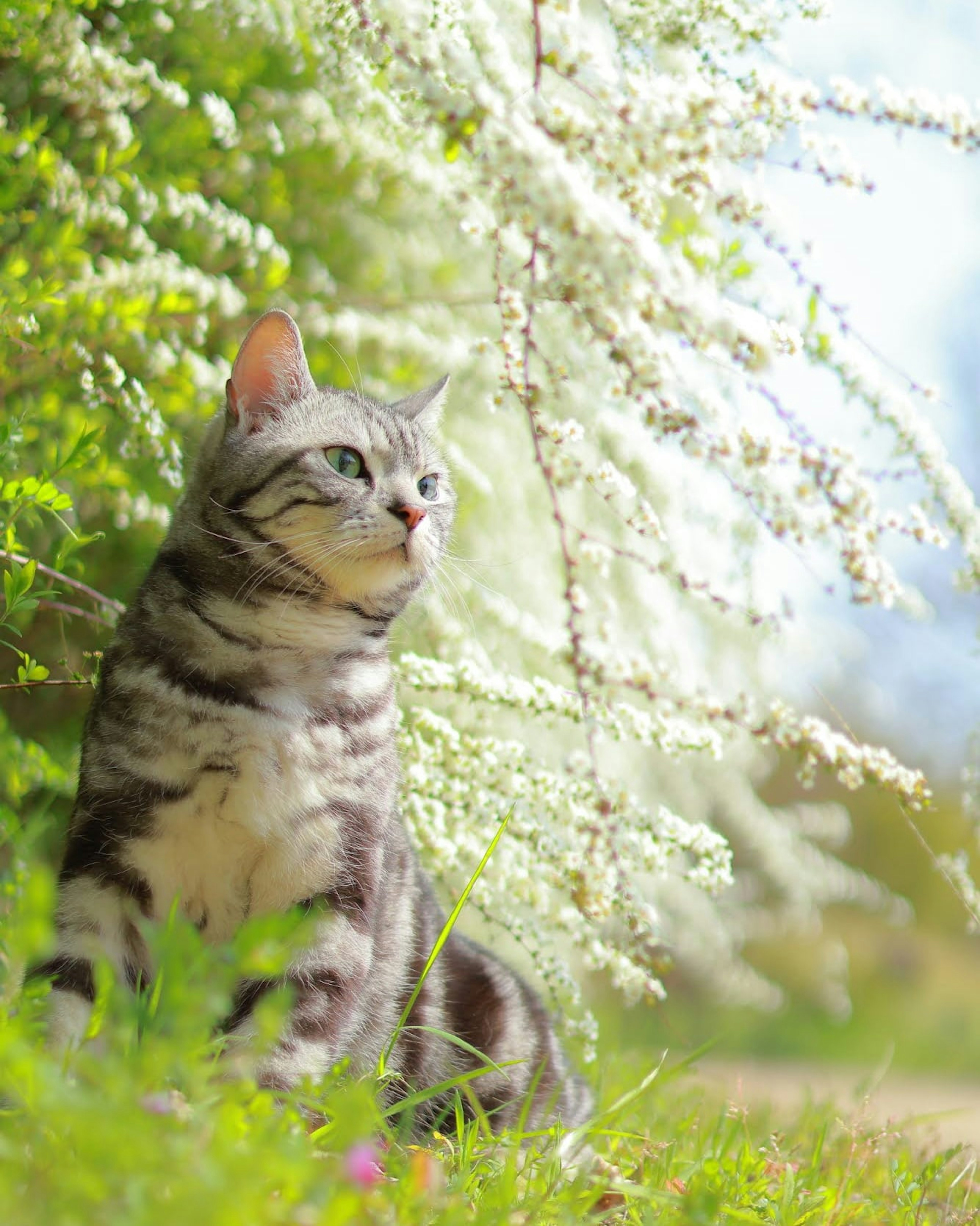 Gatto grigio seduto davanti a uno sfondo floreale