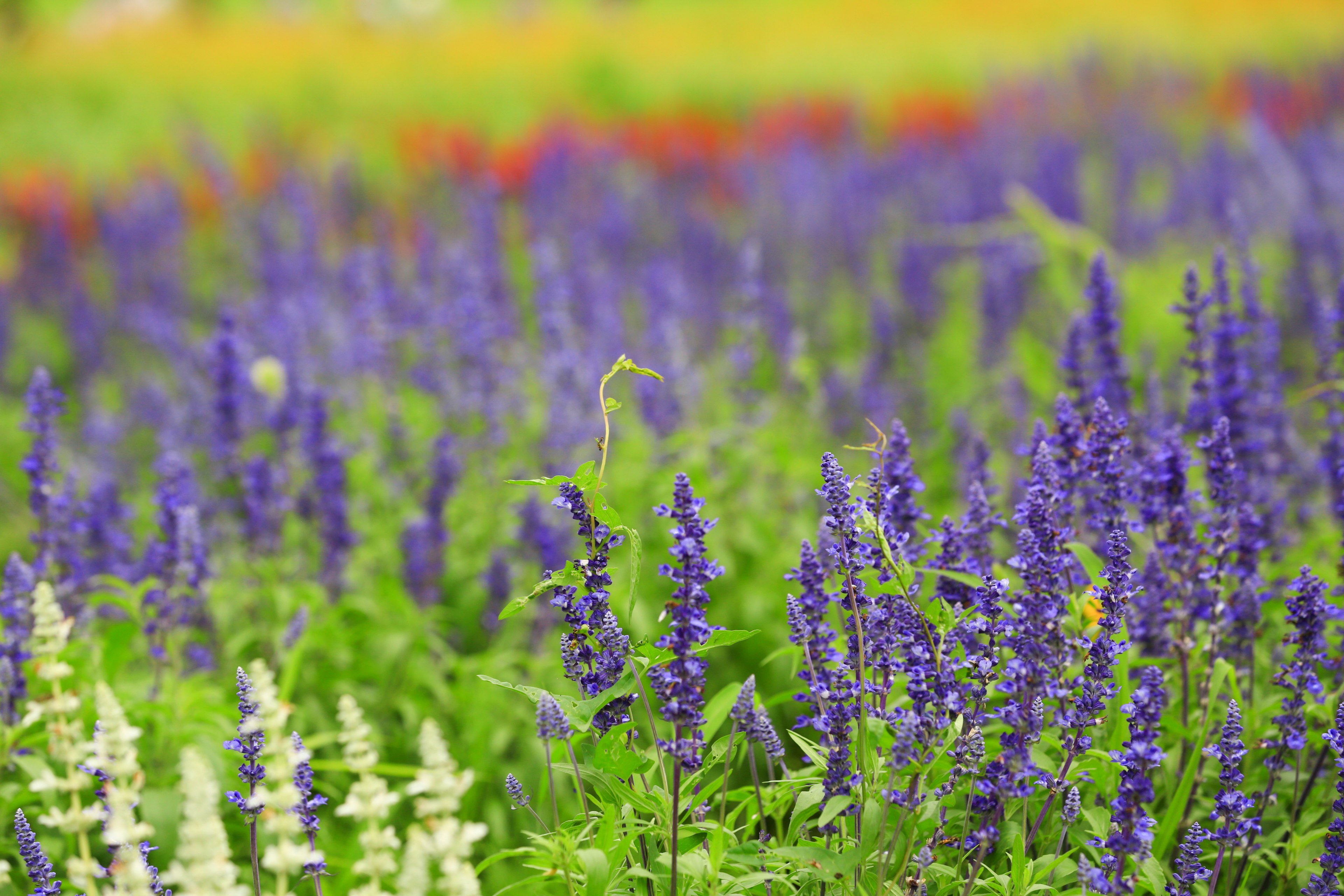 Ein wunderschönes Blumenfeld mit blühenden lila Blumen