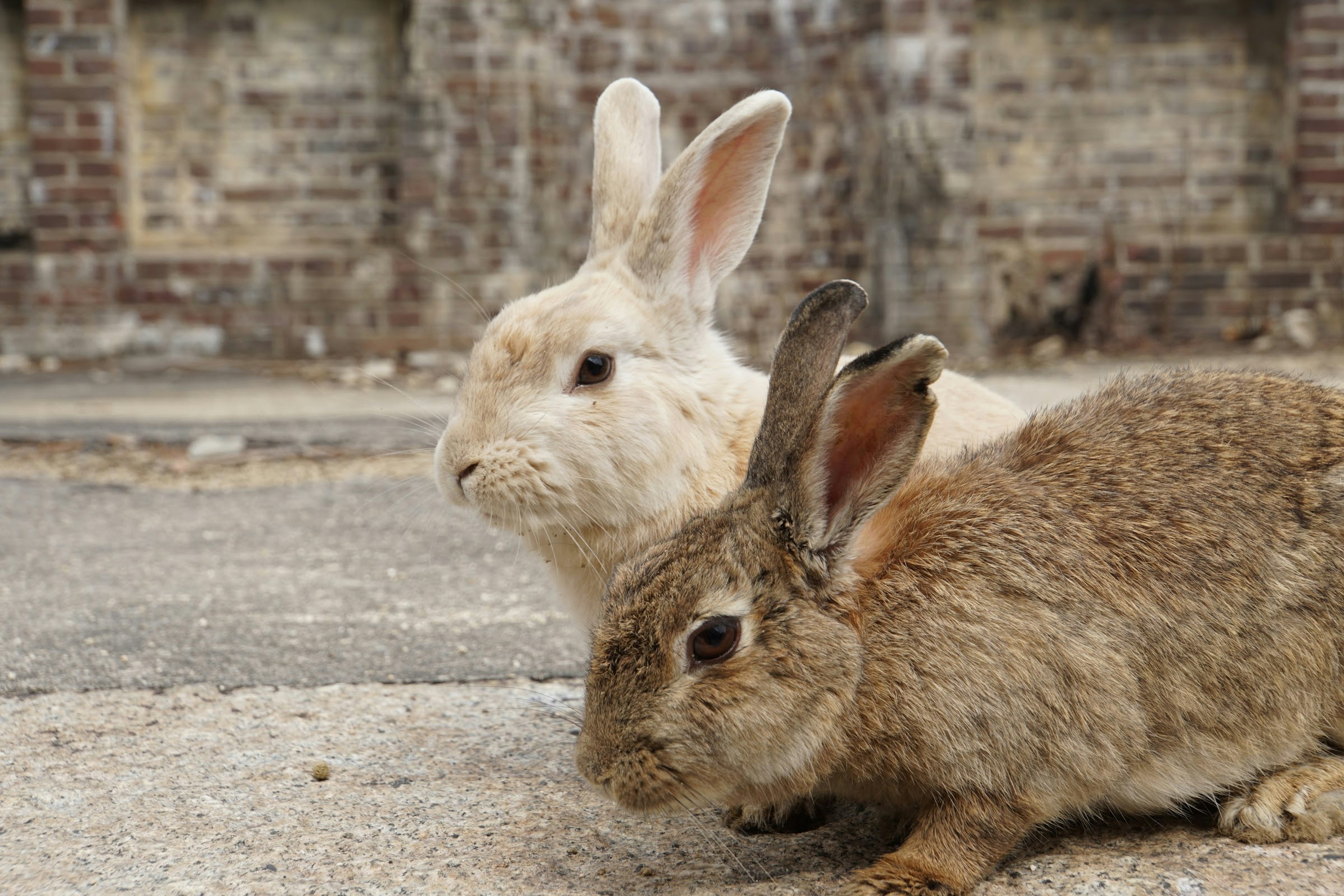 Un conejo blanco y un conejo marrón acostados uno al lado del otro sobre una superficie rugosa