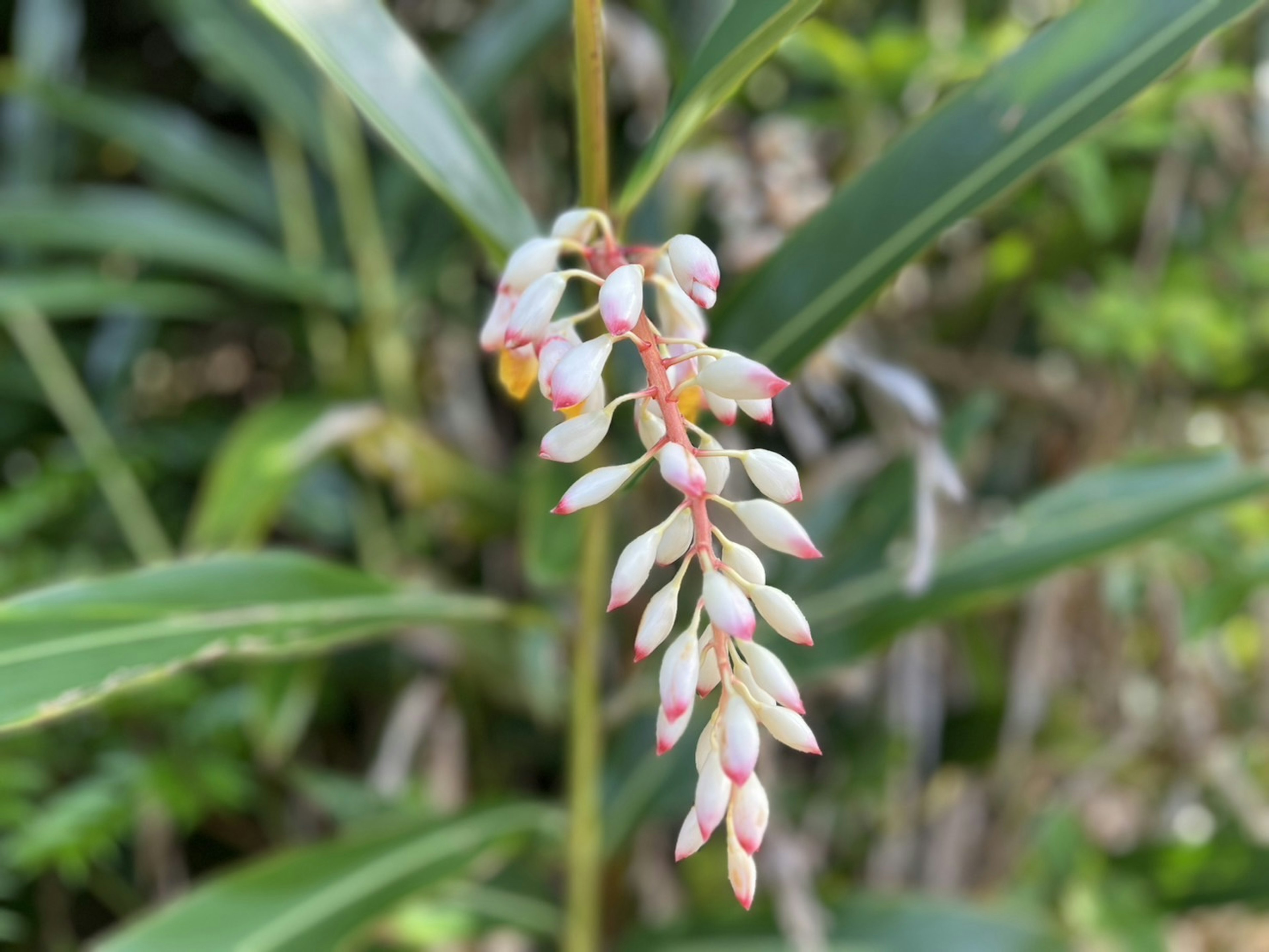 Nahaufnahme einer Pflanze mit weißen und rosa Blüten umgeben von grünen Blättern