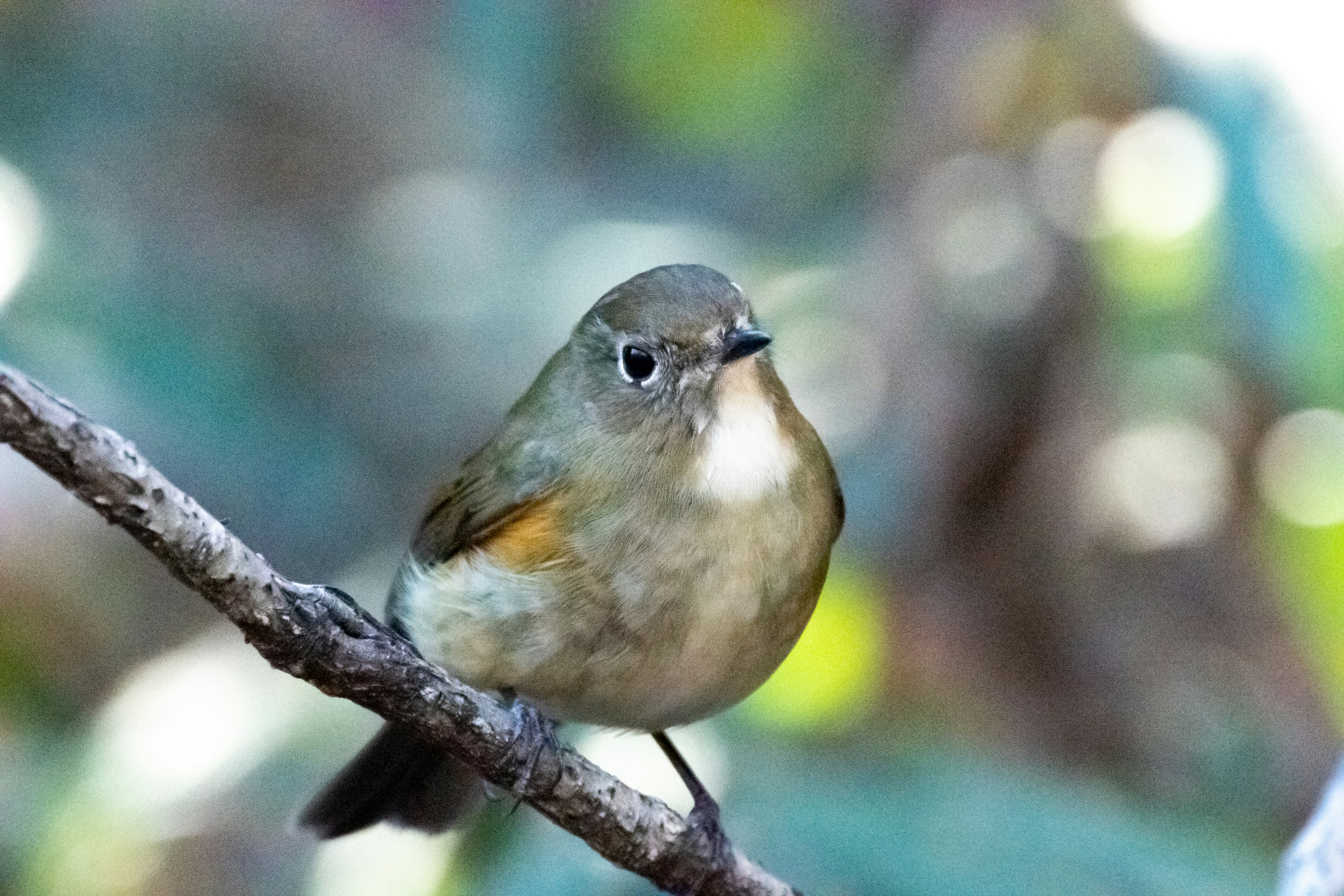 Un piccolo uccello appollaiato su un ramo con uno sfondo verde sfocato