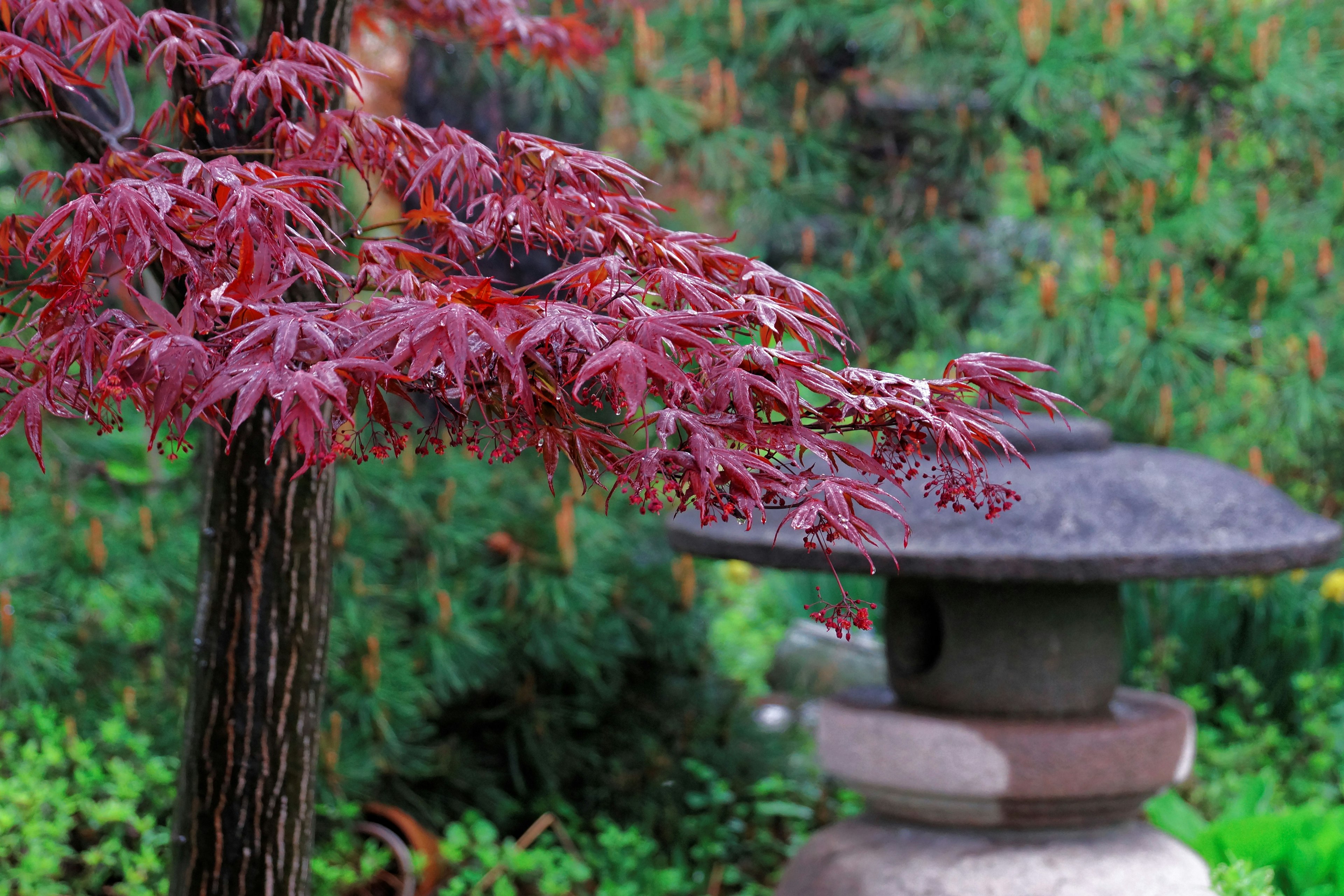 Japanese garden scene featuring a red maple tree and a stone lantern