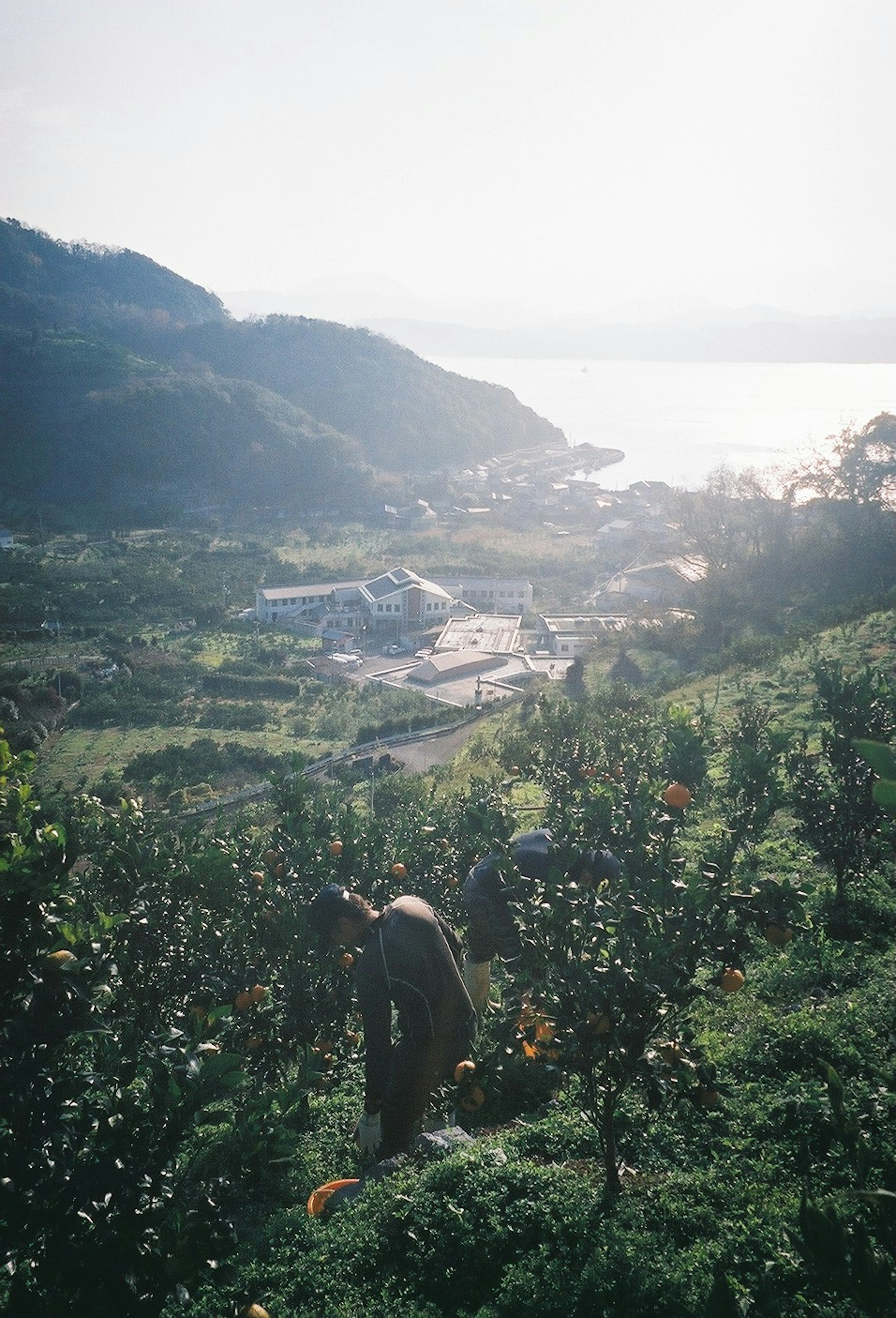 山の斜面で作業する人々と広がる風景