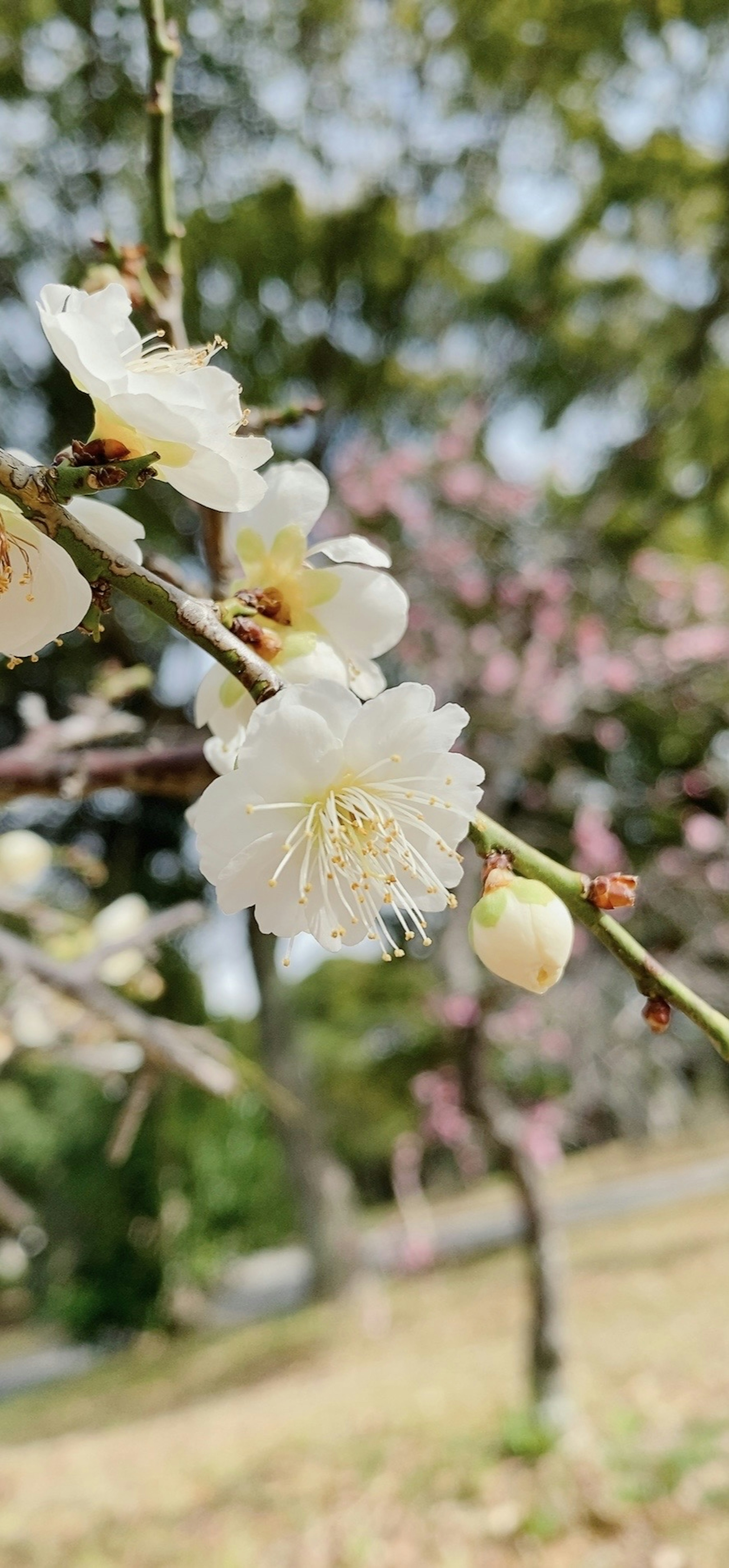 Primo piano di fiori bianchi su un ramo con fiori rosa sullo sfondo