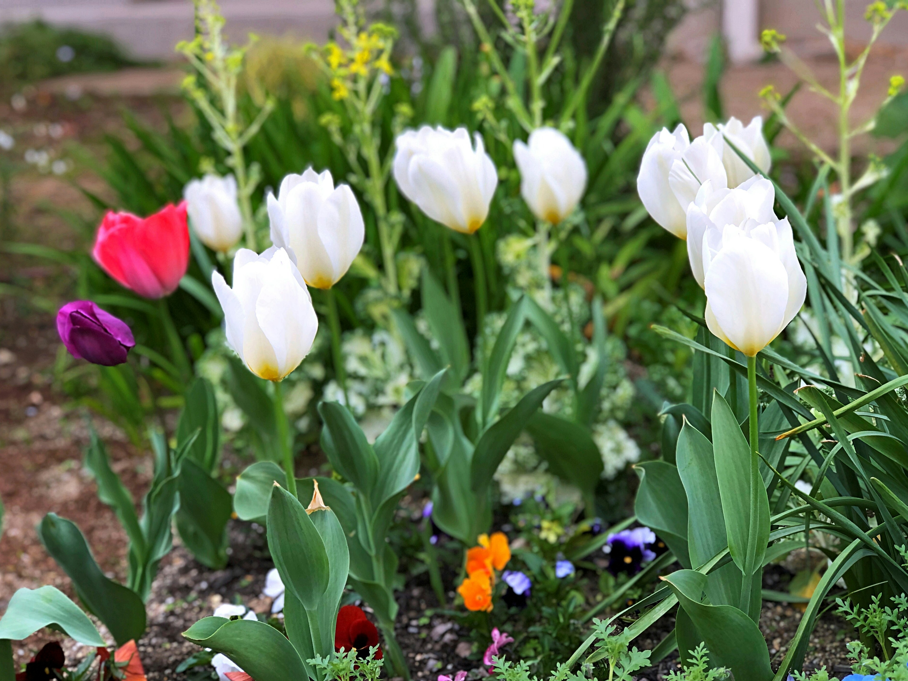 A garden bed with blooming white tulips and colorful flowers