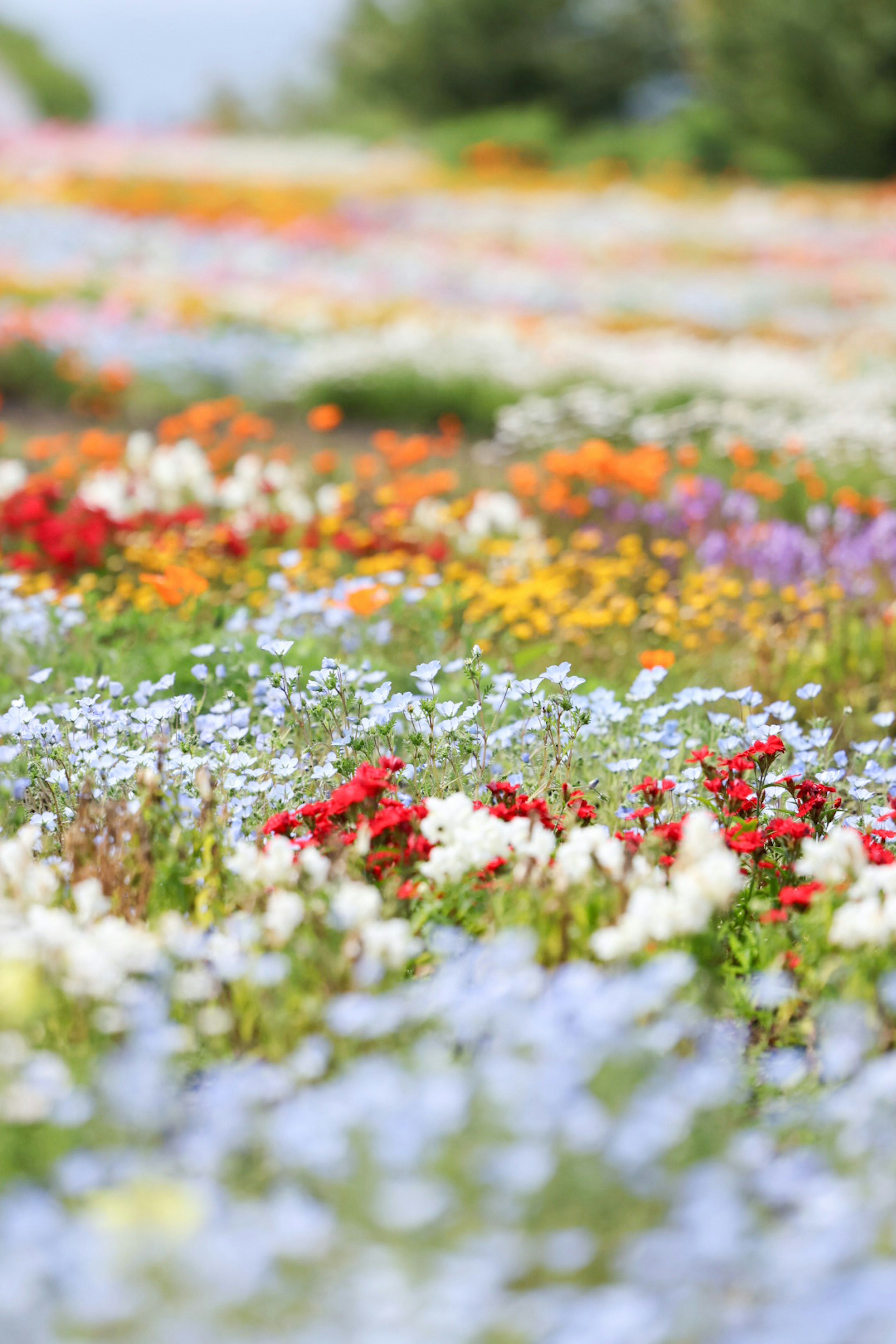 色とりどりの花が咲き誇る広大な花畑の風景