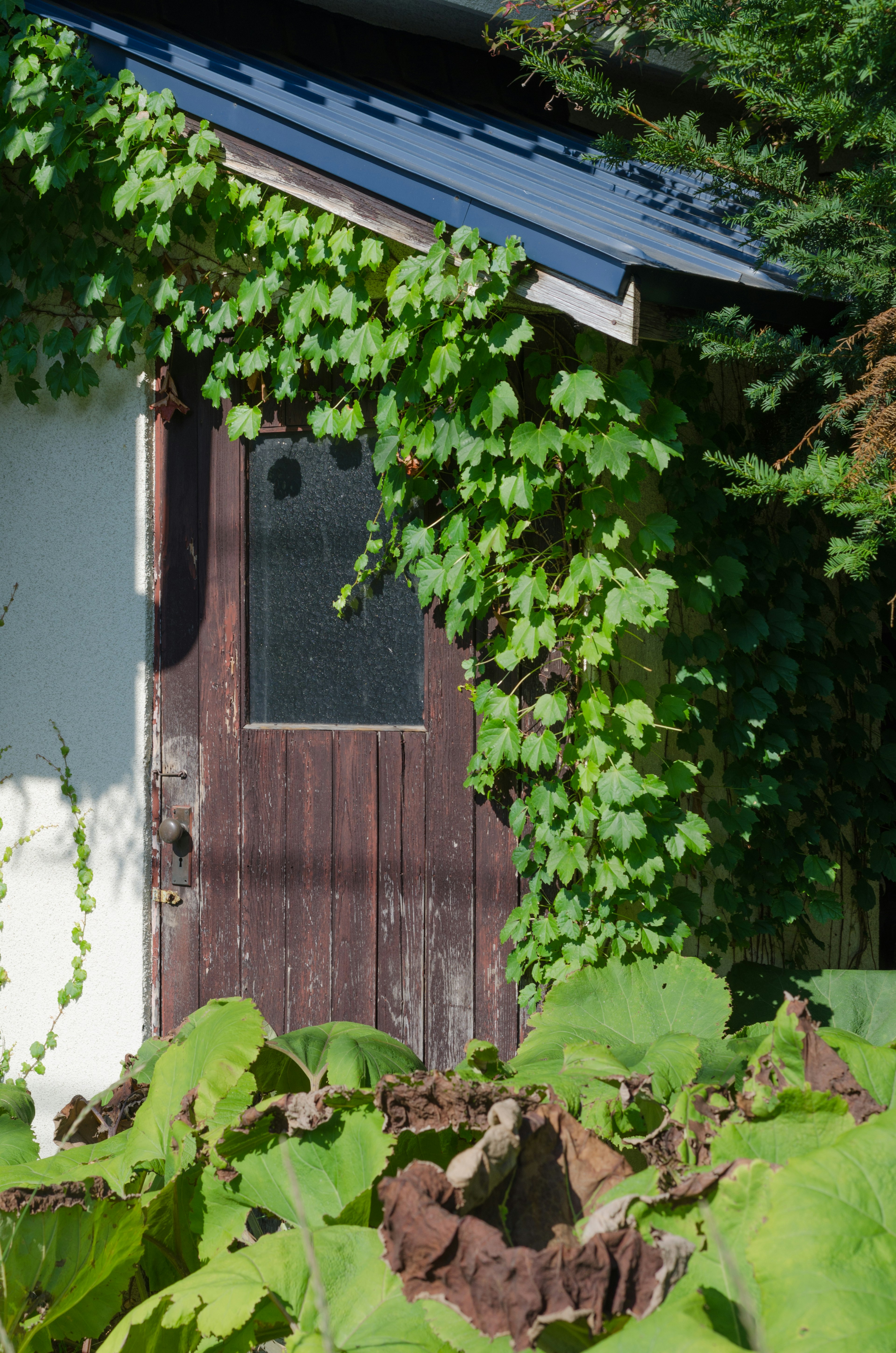 Wooden door covered in green vines with a white wall shed