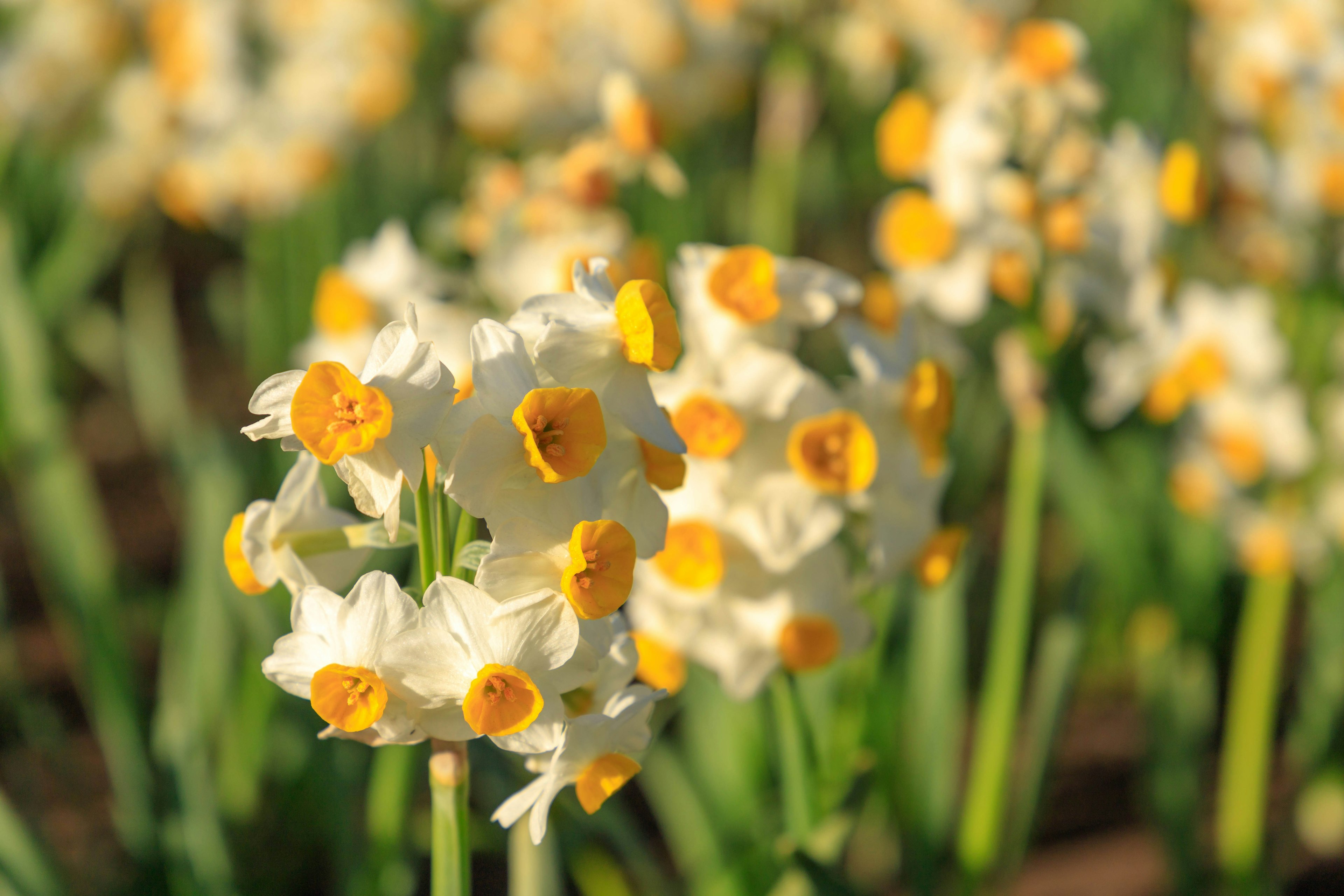 Sekelompok bunga daffodil putih dan kuning yang mekar di ladang