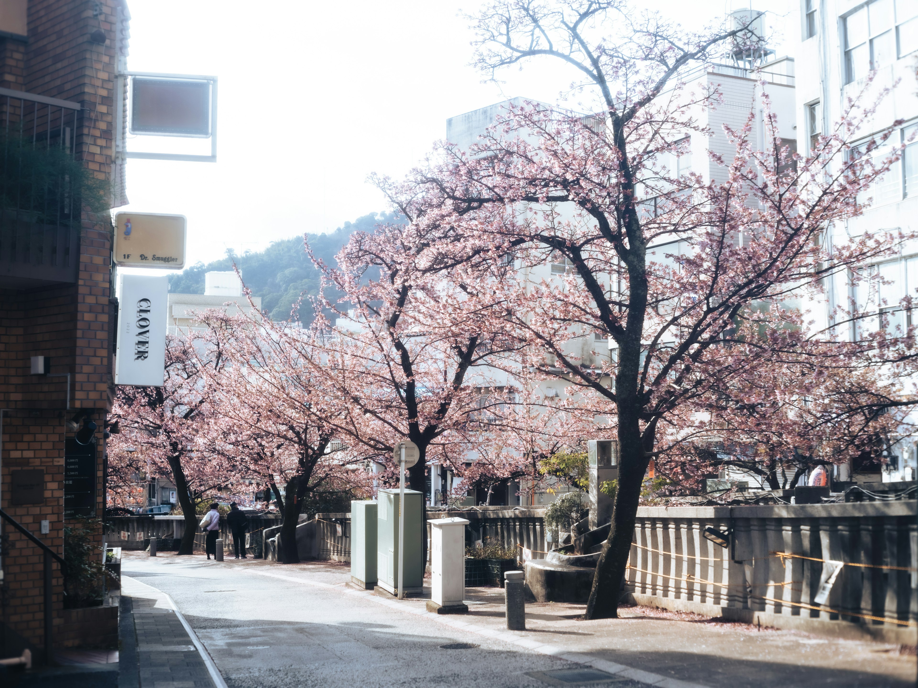 Scenic street lined with cherry blossom trees