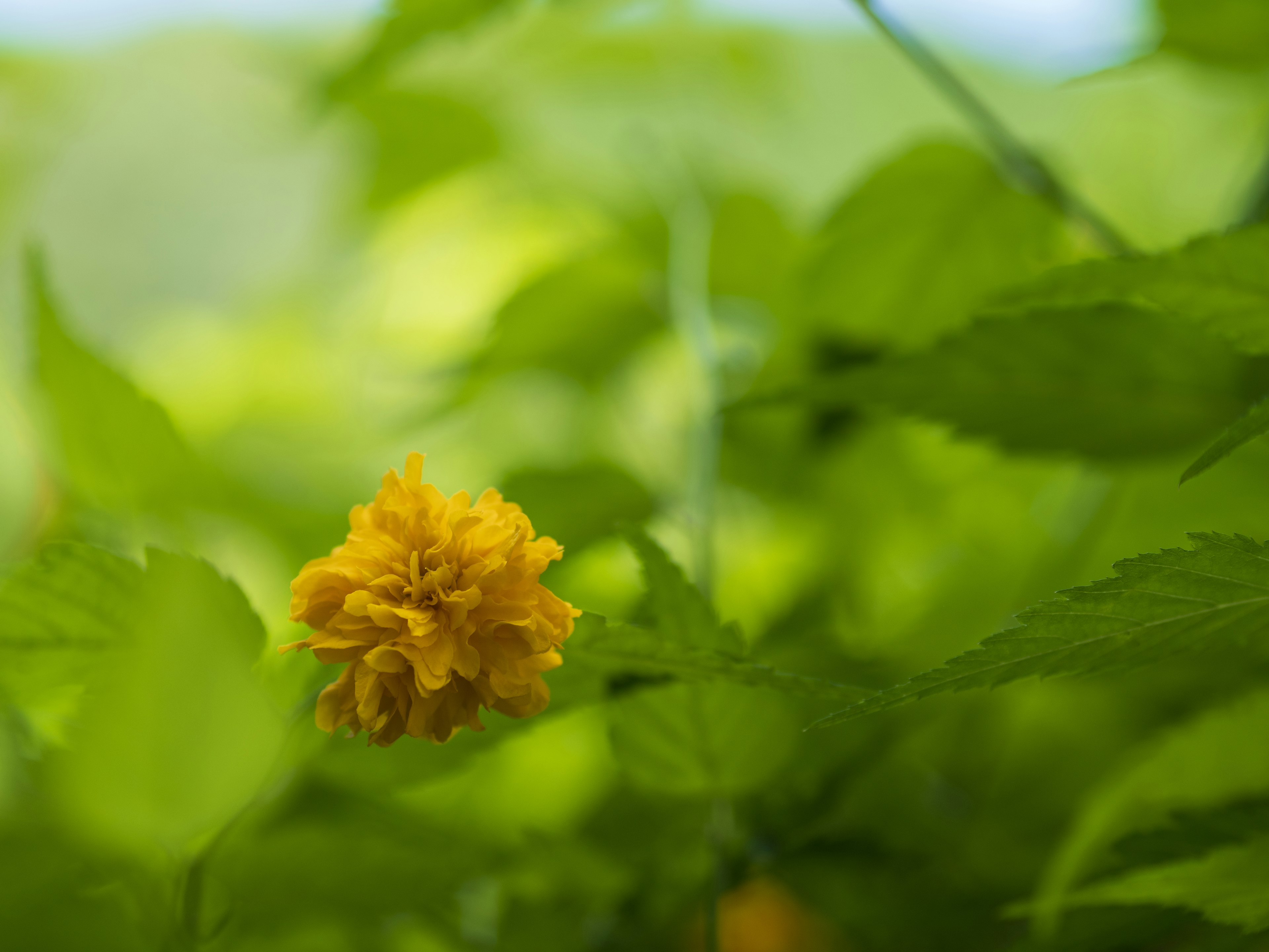 Fiore giallo vivace circondato da foglie verdi